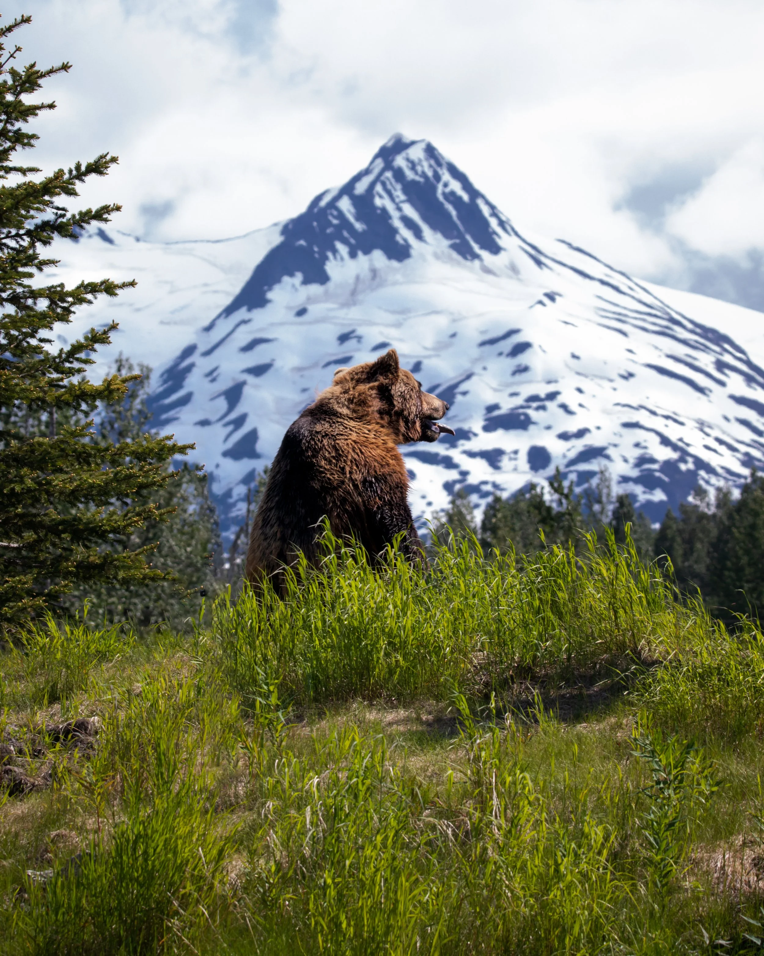 A bear sitting on green grass with a snow-capped mountain in the background.