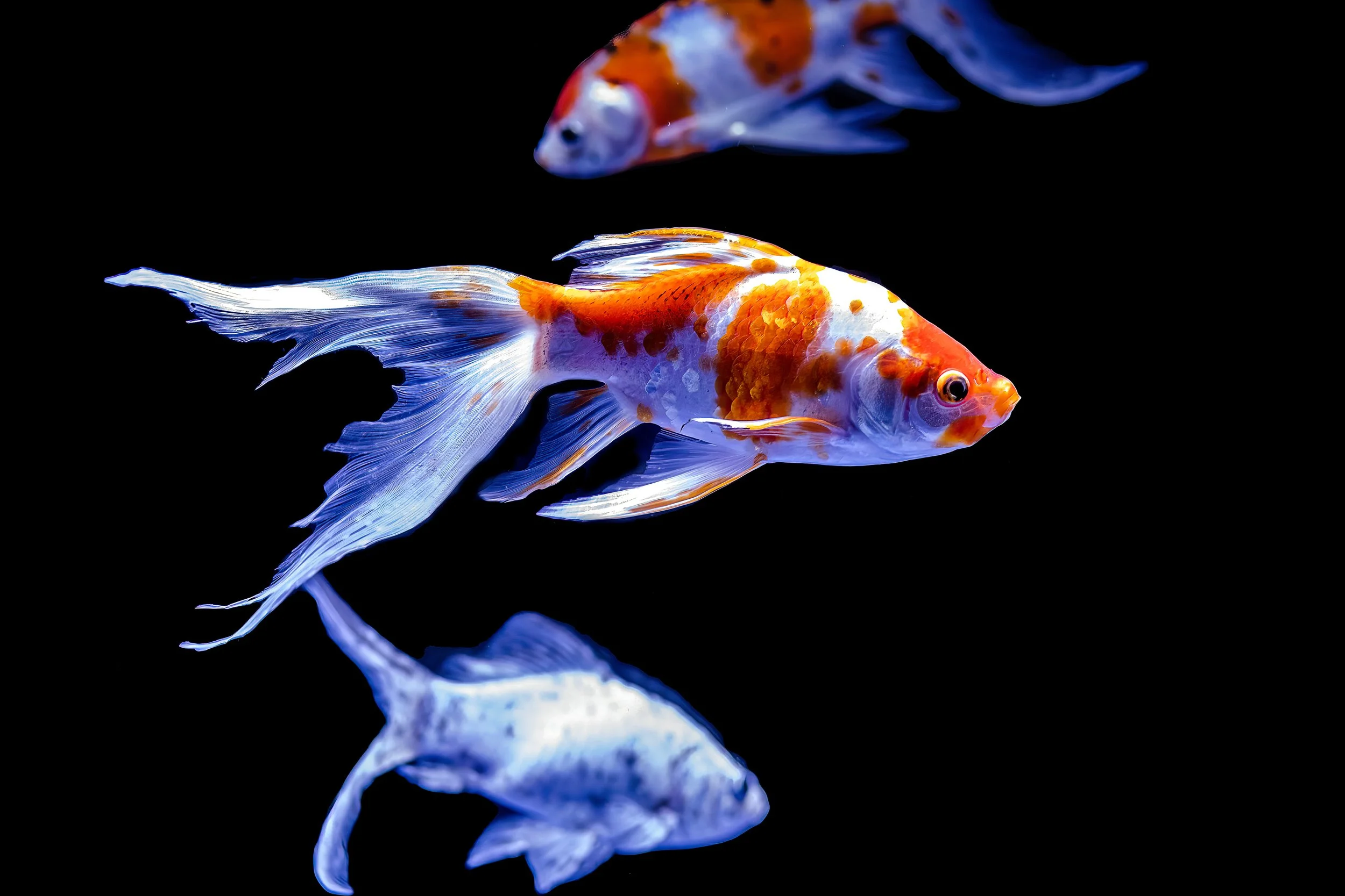 Two colorful goldfish swimming in dark water, with reflections visible below.