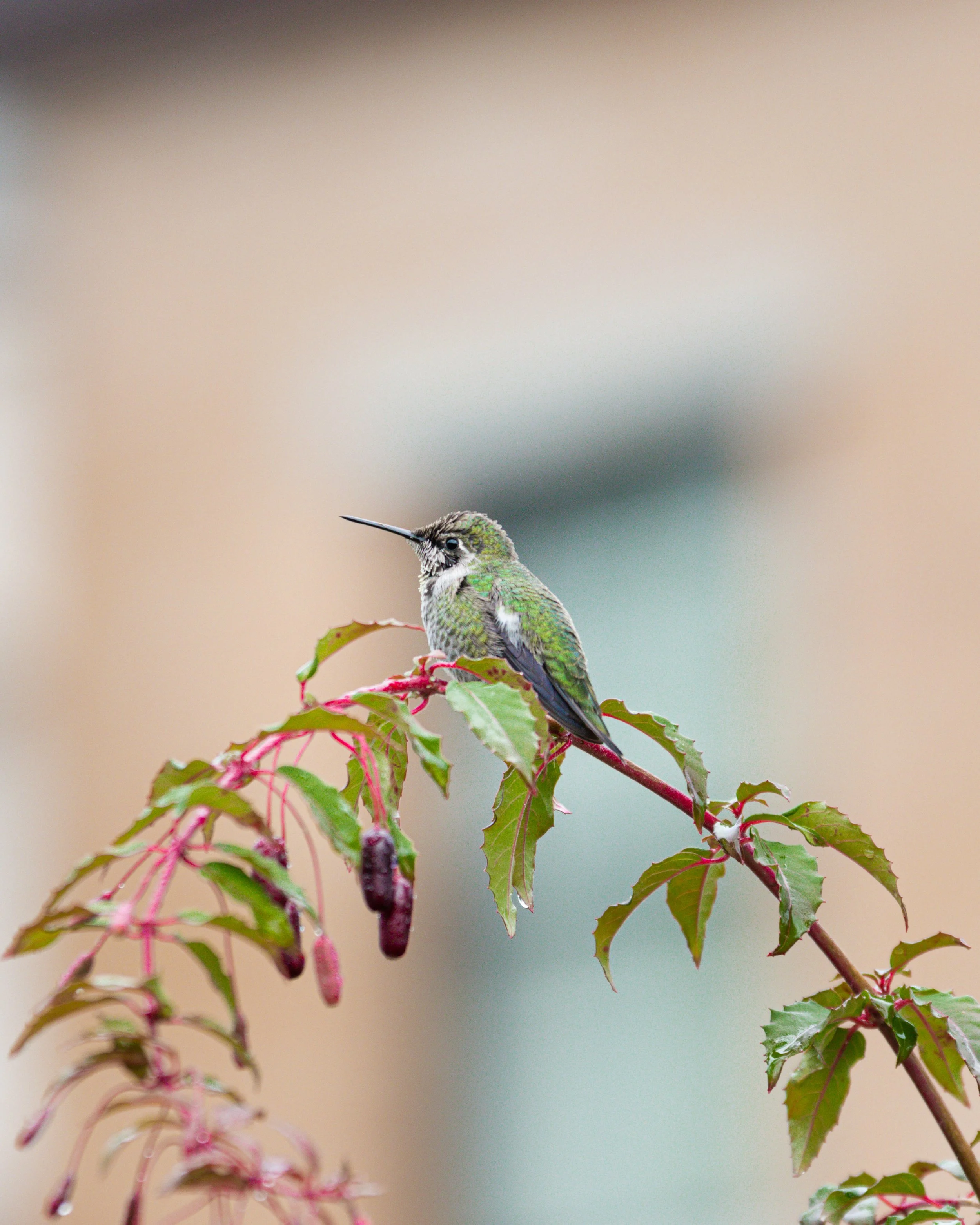 A small hummingbird perched on a branch with pink and green leaves, with a blurred background.