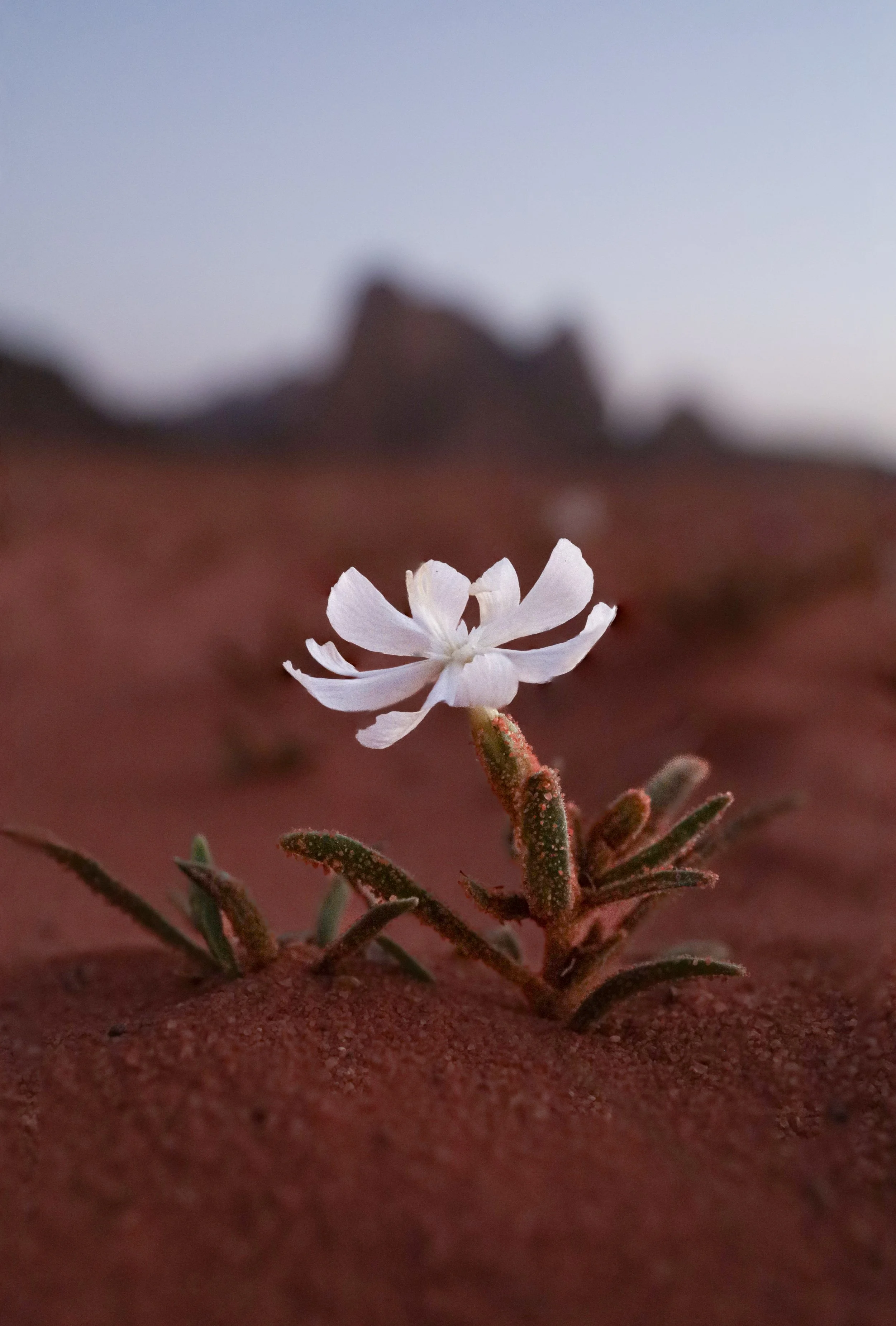 A small white flower growing out of red sand with a blurry desert landscape in the background.