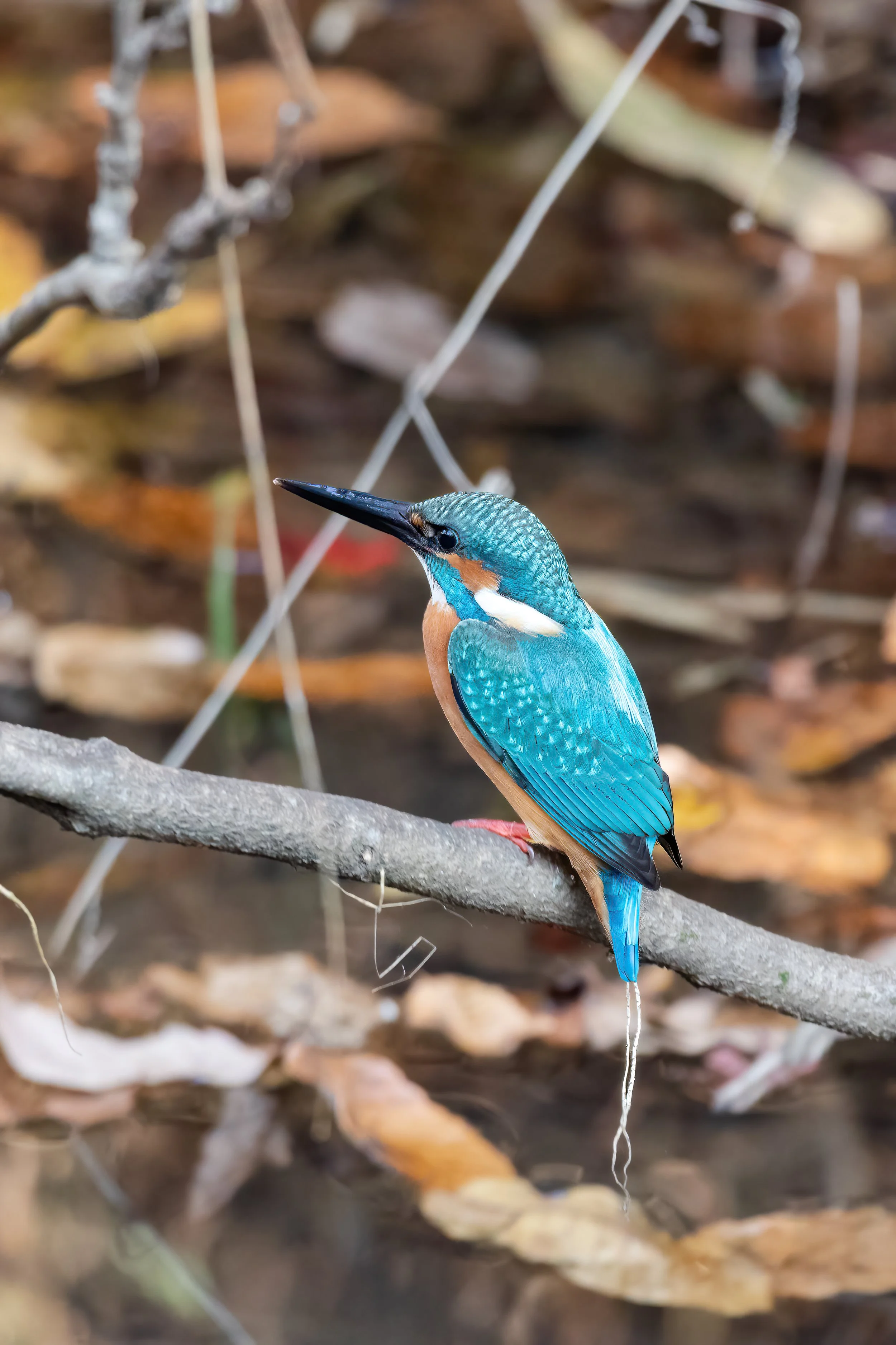 A colorful kingfisher bird perched on a branch over water, with a blurred background of fallen leaves.