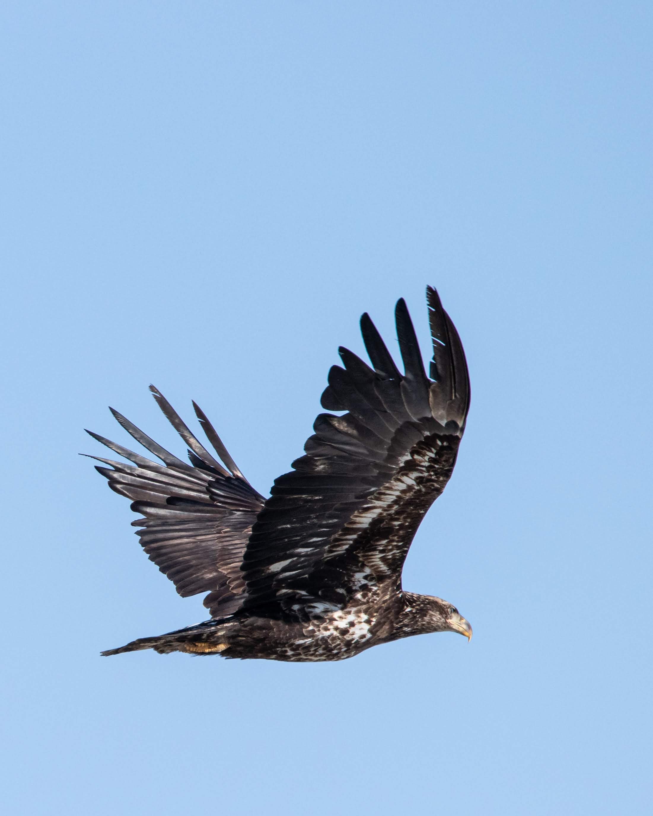 A brown and white bird of prey flying in a clear blue sky with wings spread wide.