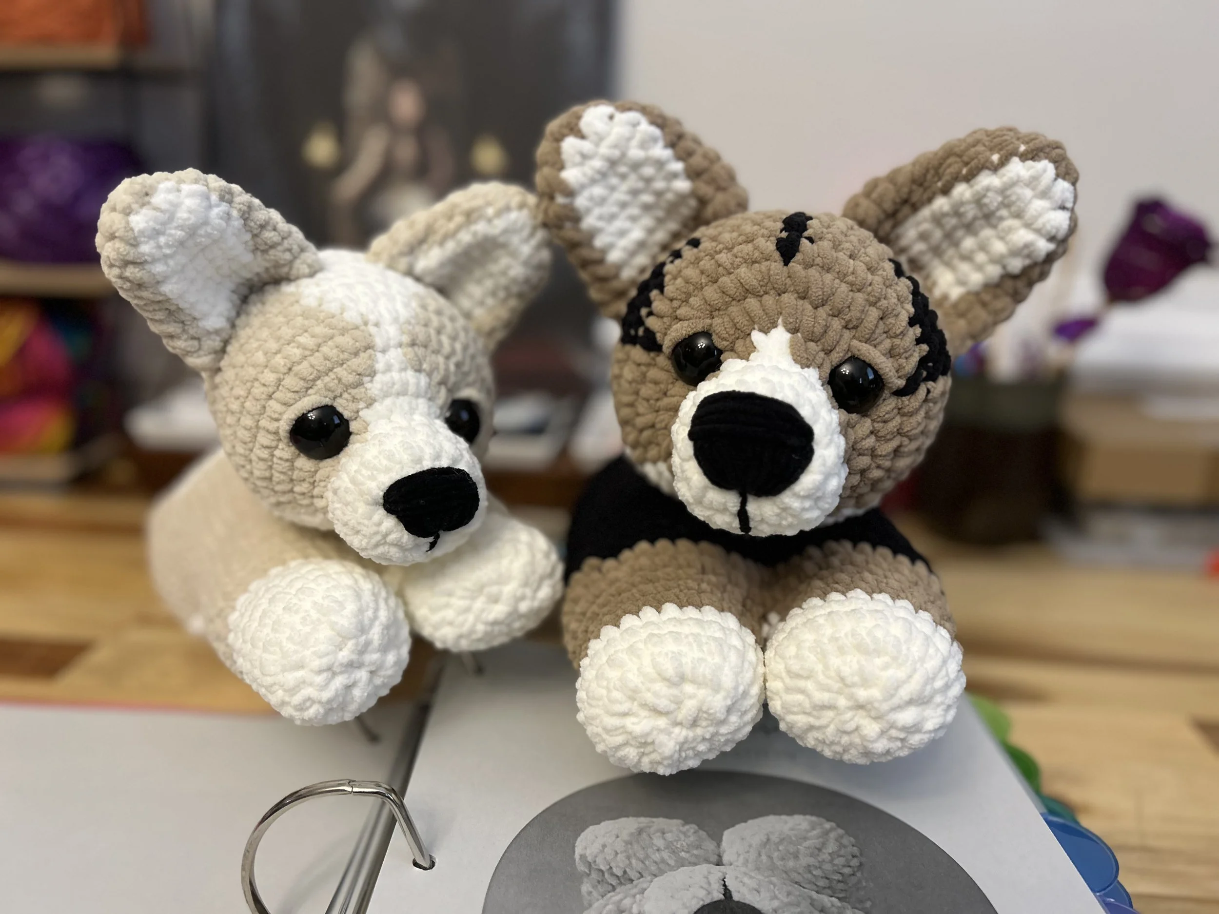 Ready to go to their new home!