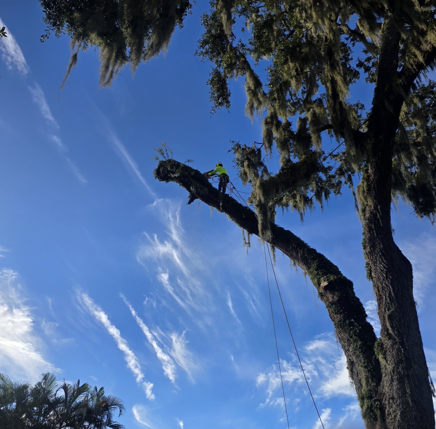 Tree Removal & Stump Grinding Services