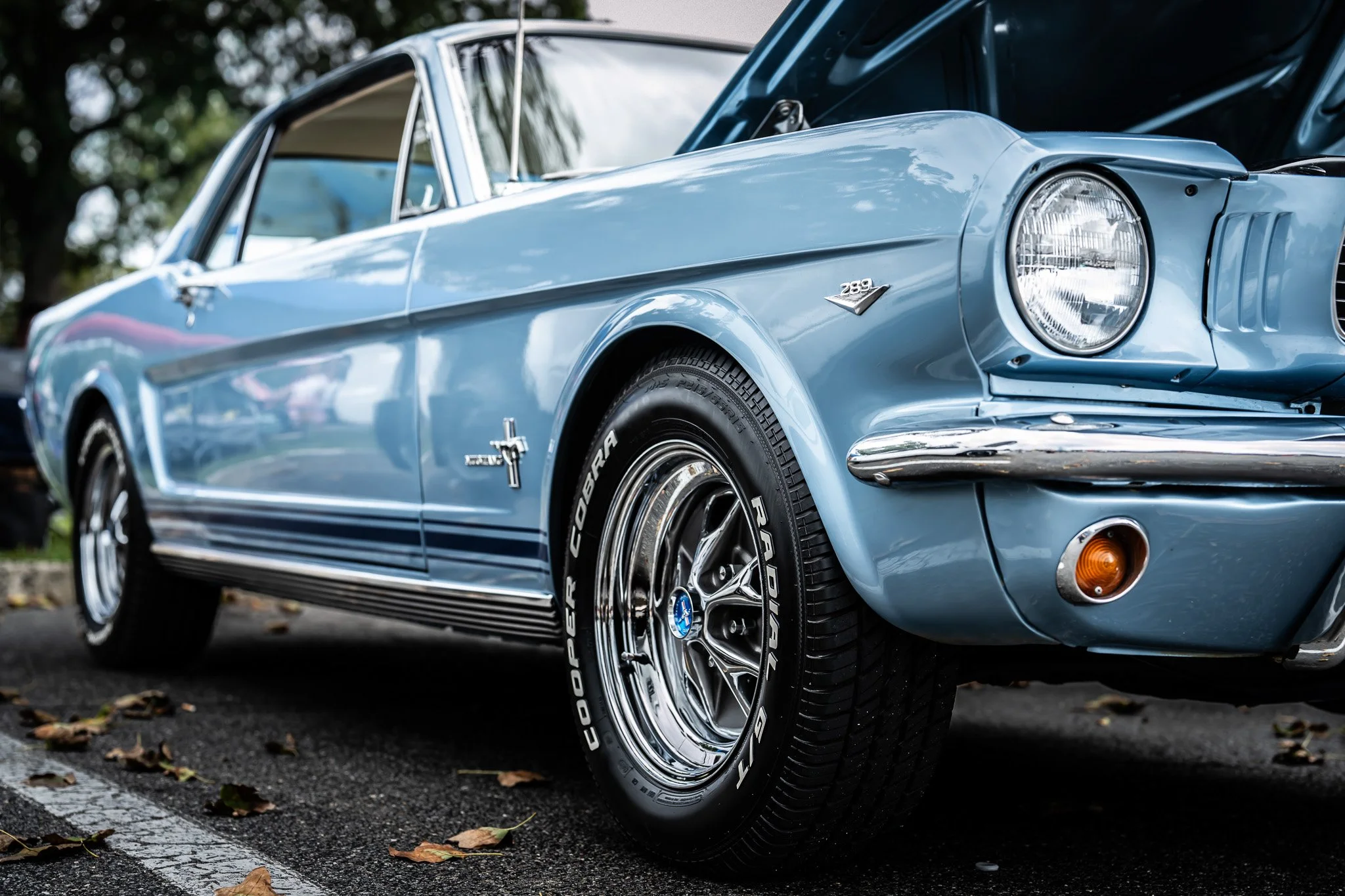 Blue Mustang