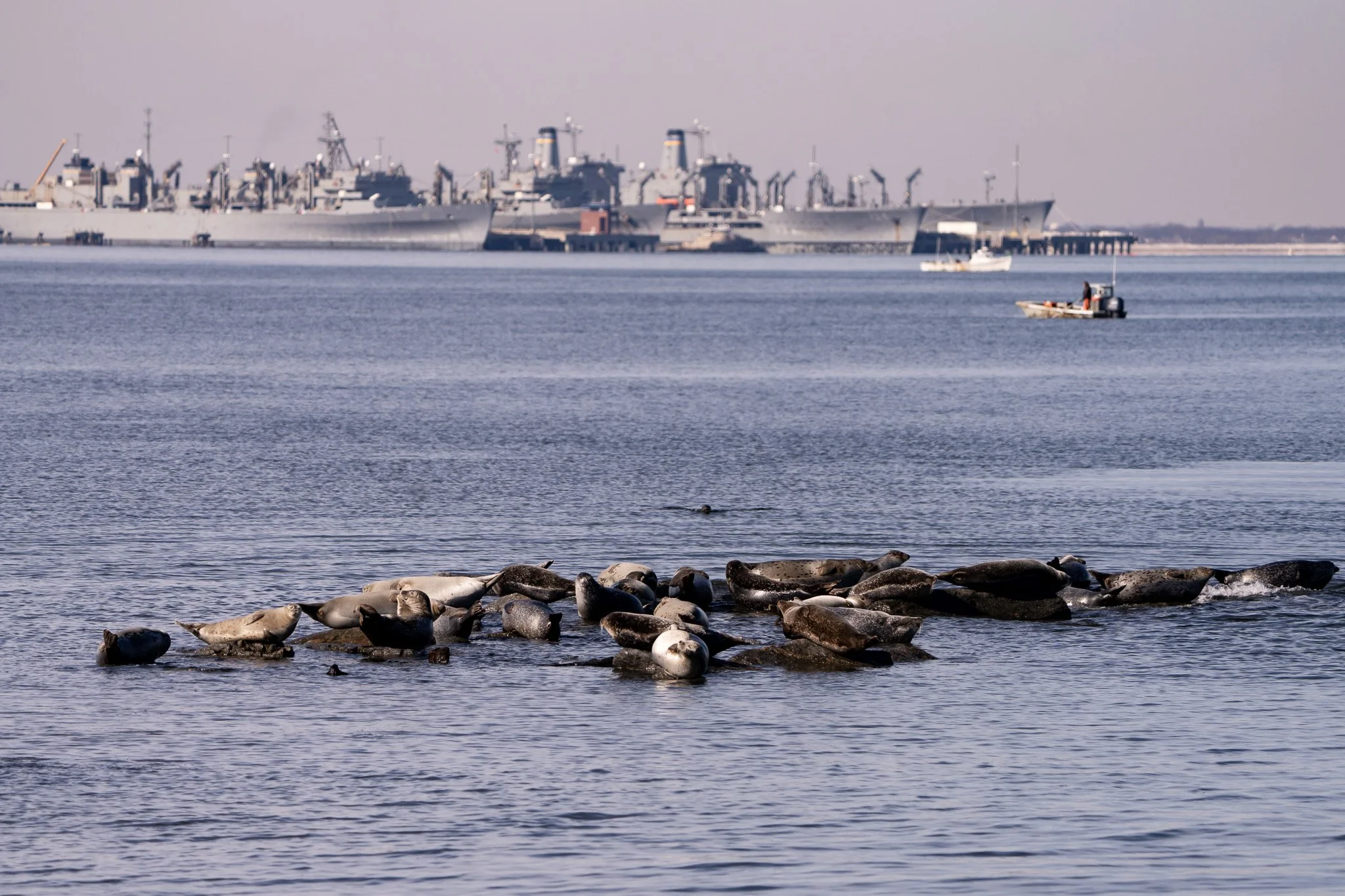 Sandy Hook Seals