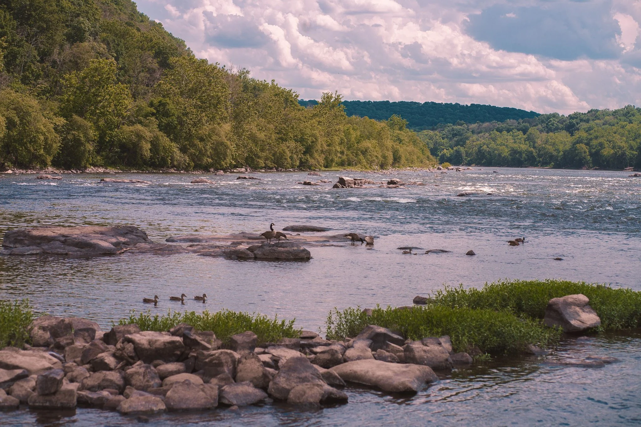 Geese on the Delaware