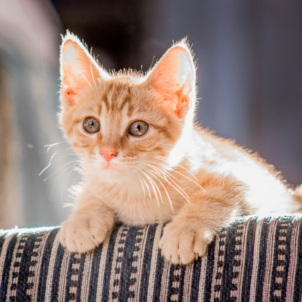 Feline Care