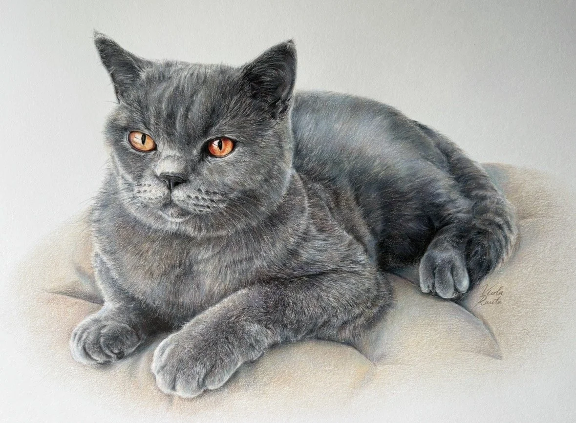Pugsley-cat / Pugsley-kissa (A3)
Colored pencils / Puuvärit 

