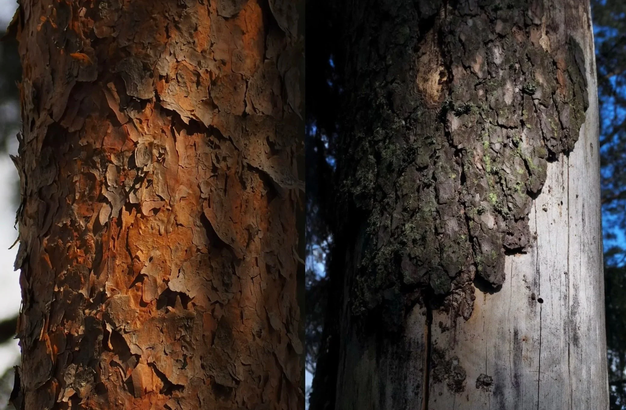 (K)elo

A digital photograph
 2025