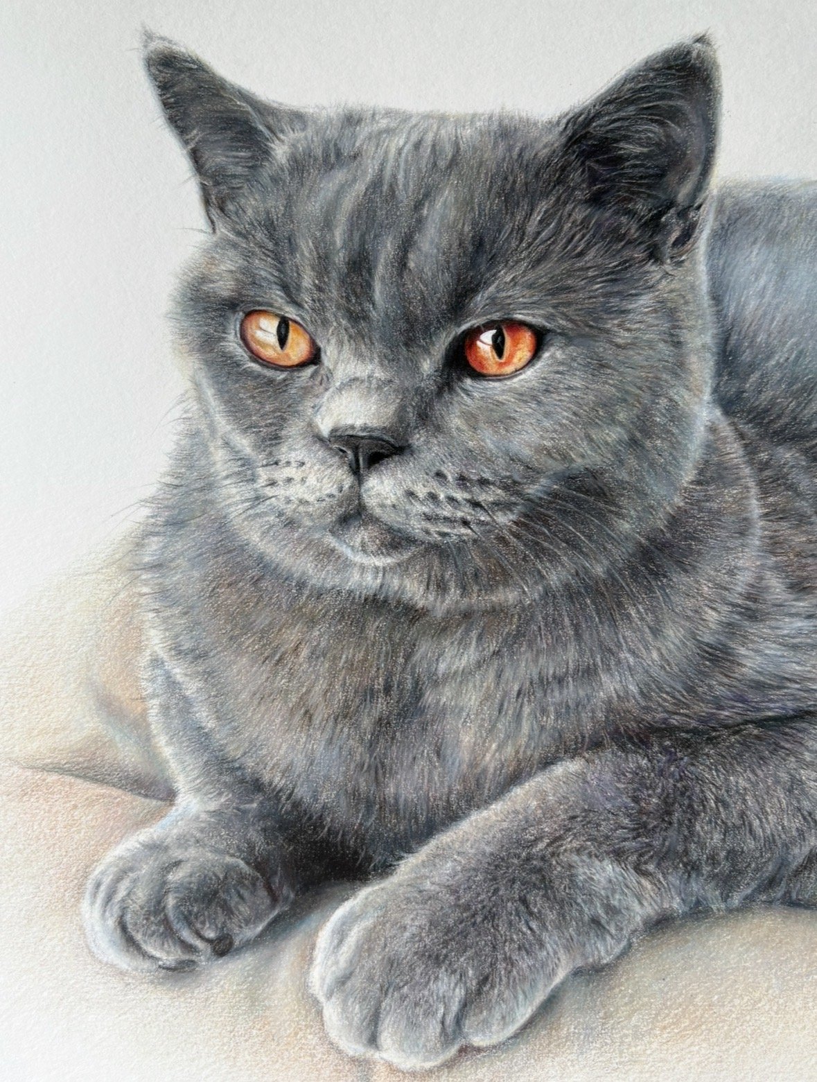 Pugsley-cat / Pugsley-kissa (A3)
Colored pencils / Puuvärit 
