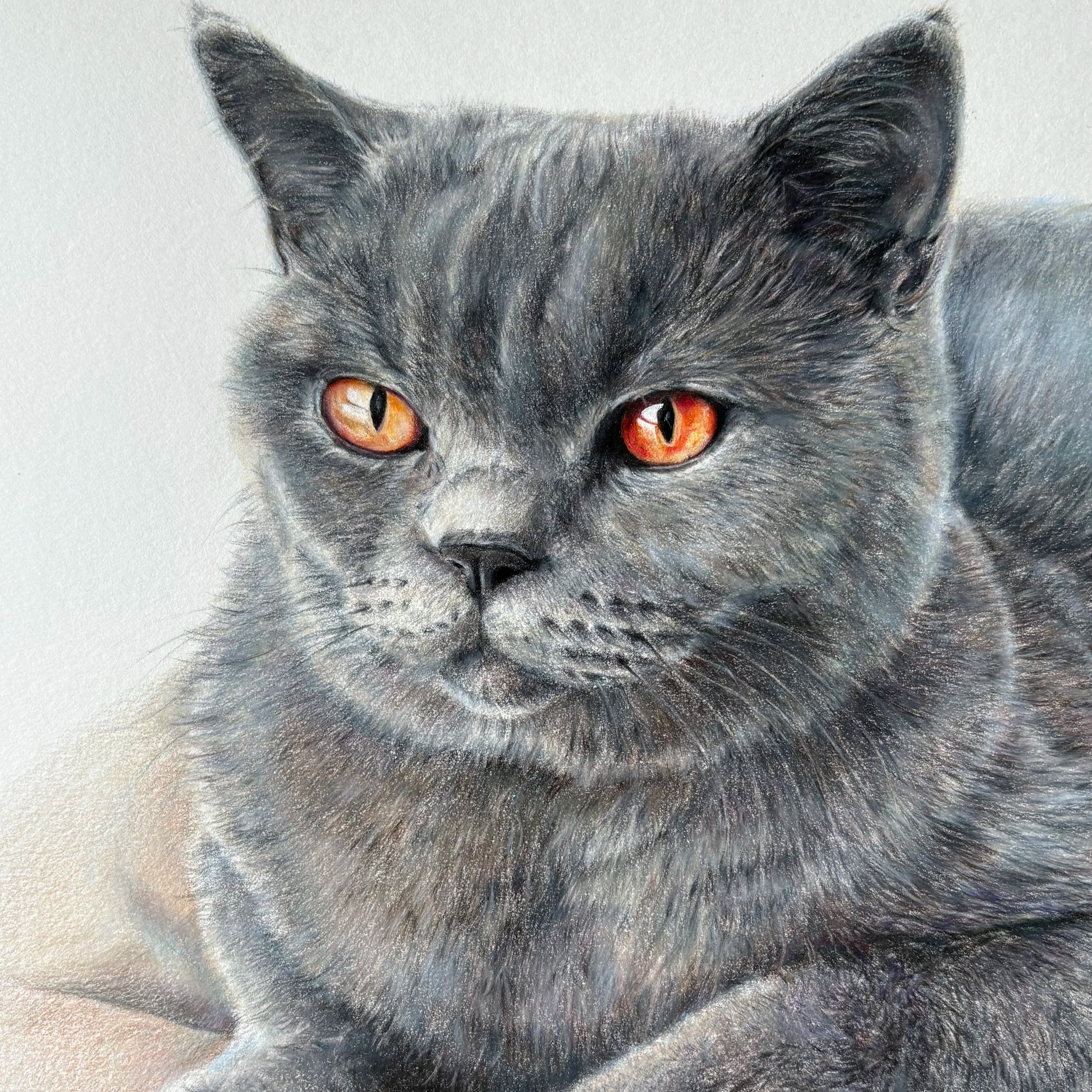 pet-portrait of a cat, drawn with colored pencils. Muotokuvapiirros lemmikkikissasta, tehty puuväreillä.