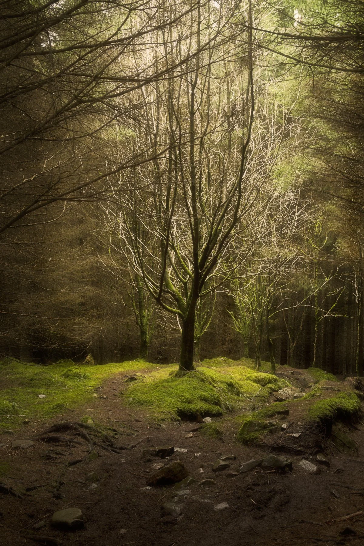 Llyn Crafnant - 01