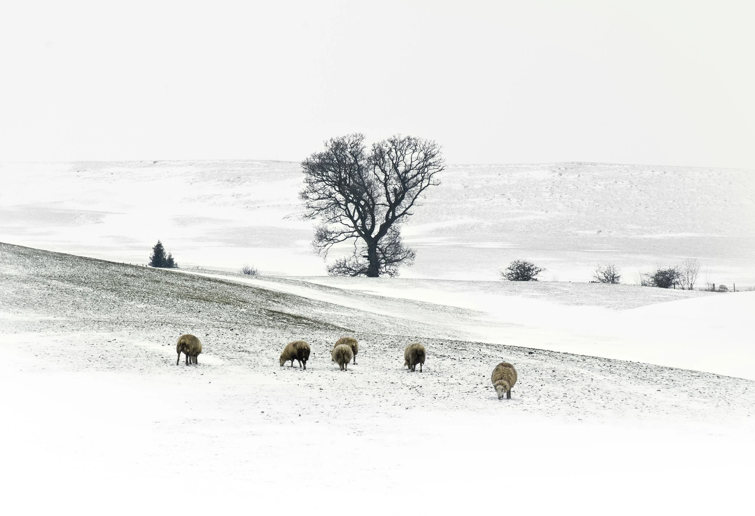 Llandegla, roadside A525 - 01