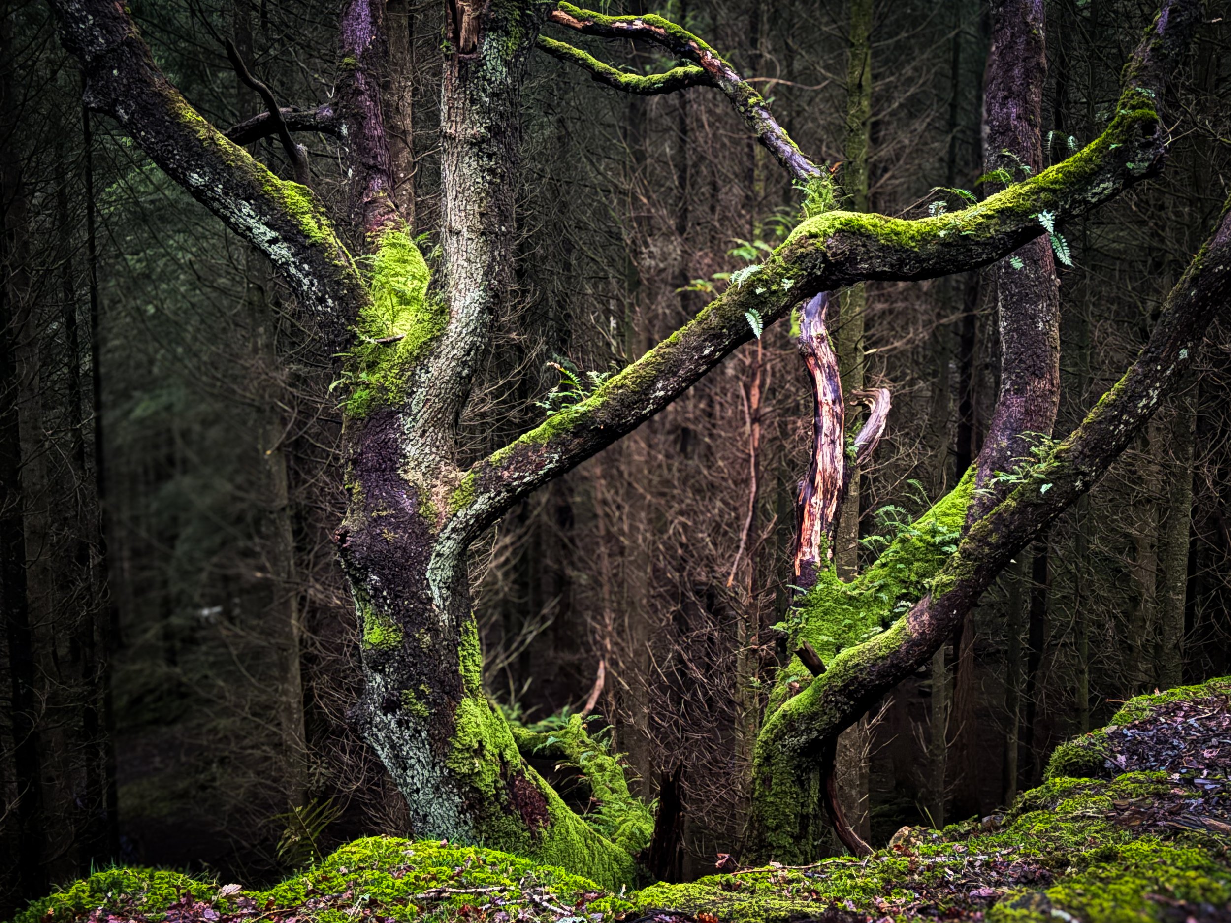 Broken Bones and Ancient Oaks