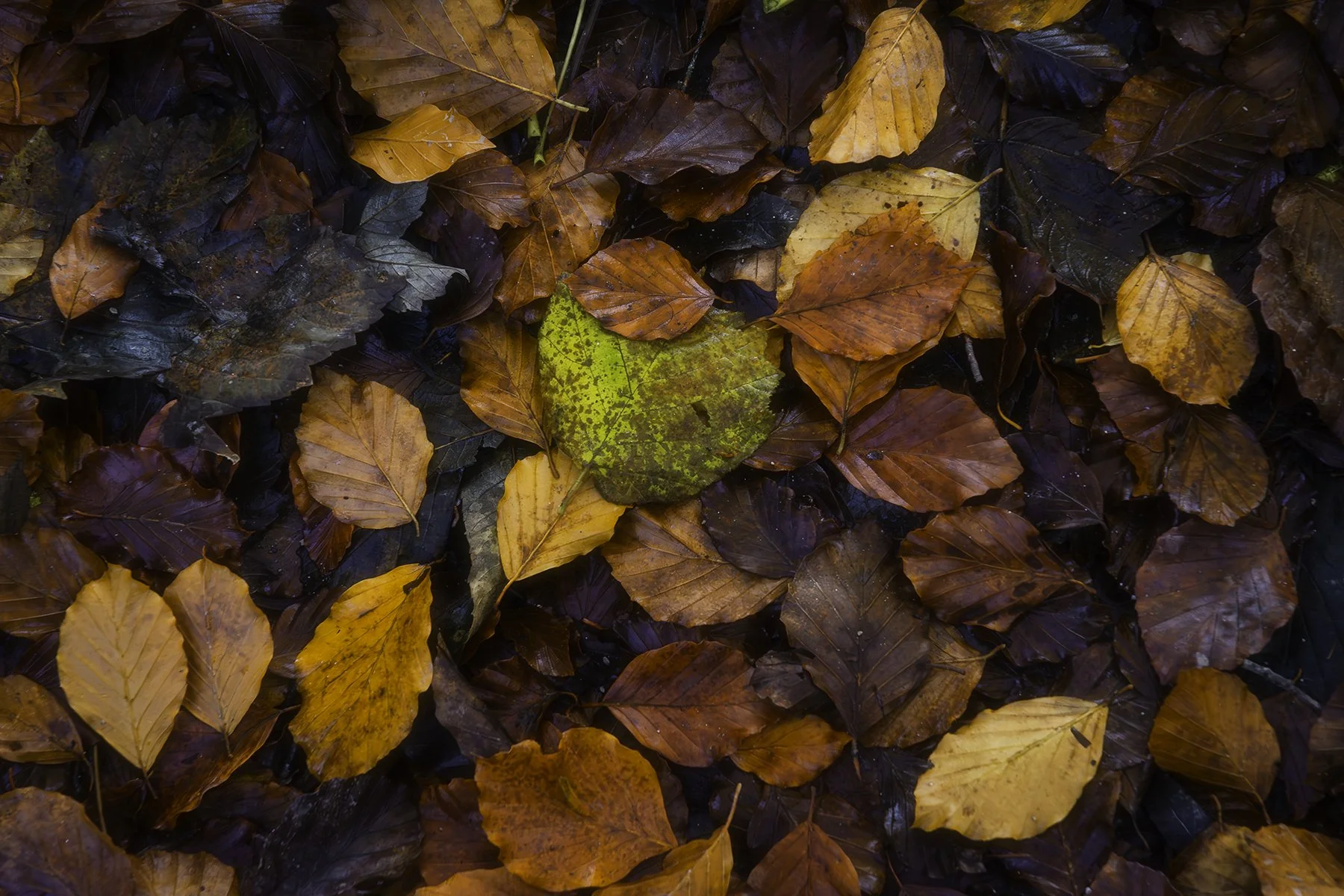 Loggerheads, autumnal leaves