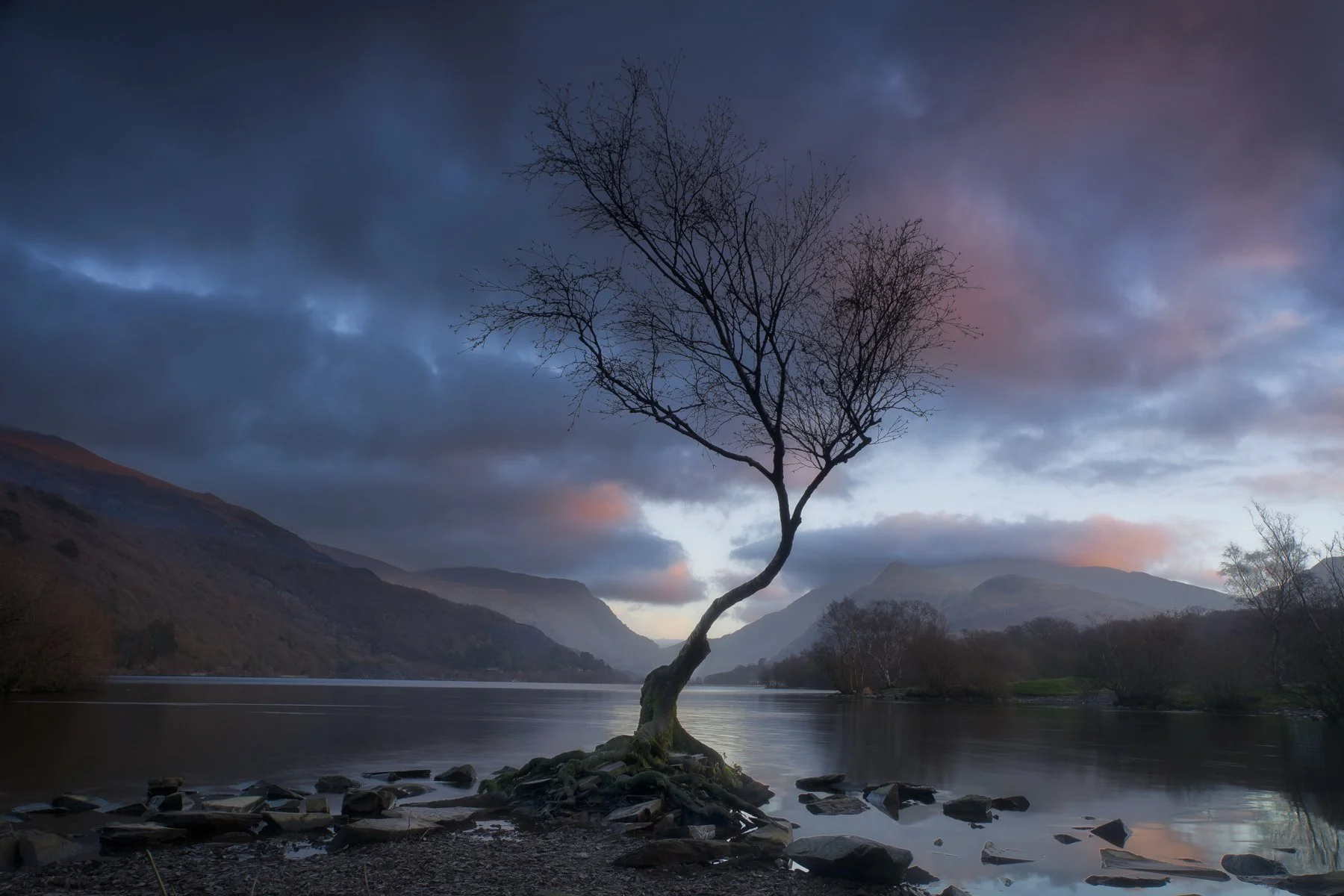 Llyn Padarn, That Lone Tree