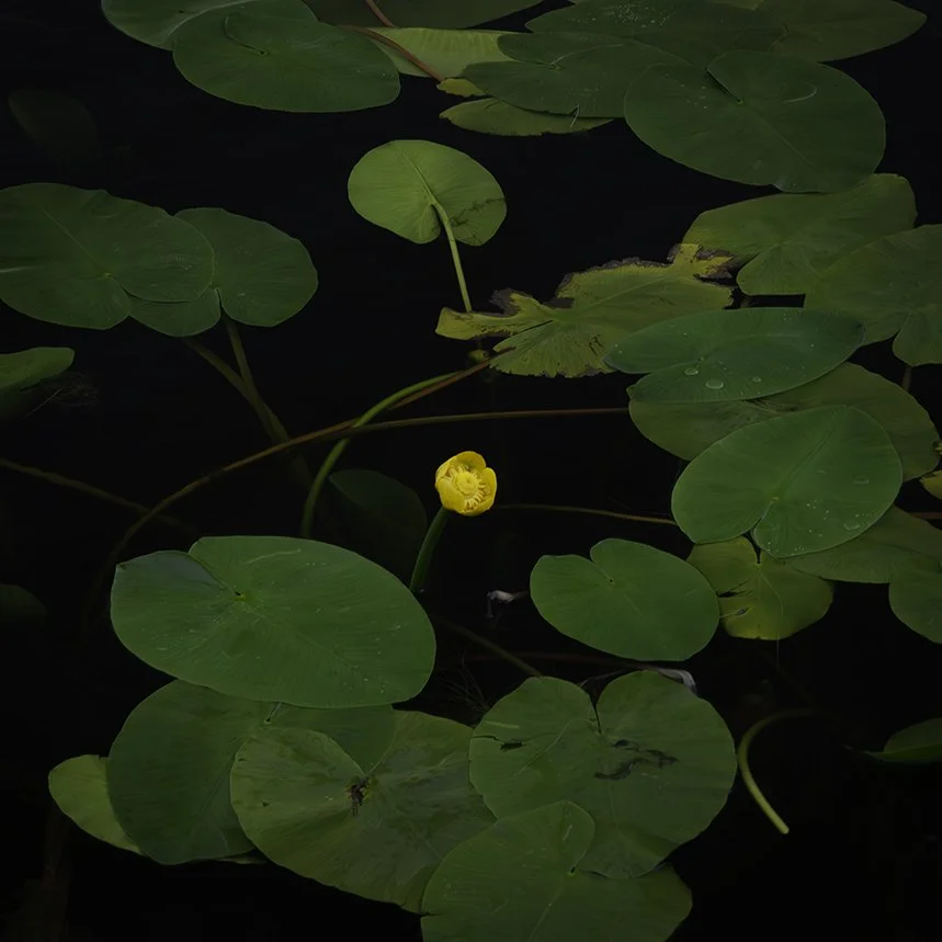 Cwmorthin Quarry, lilly pads