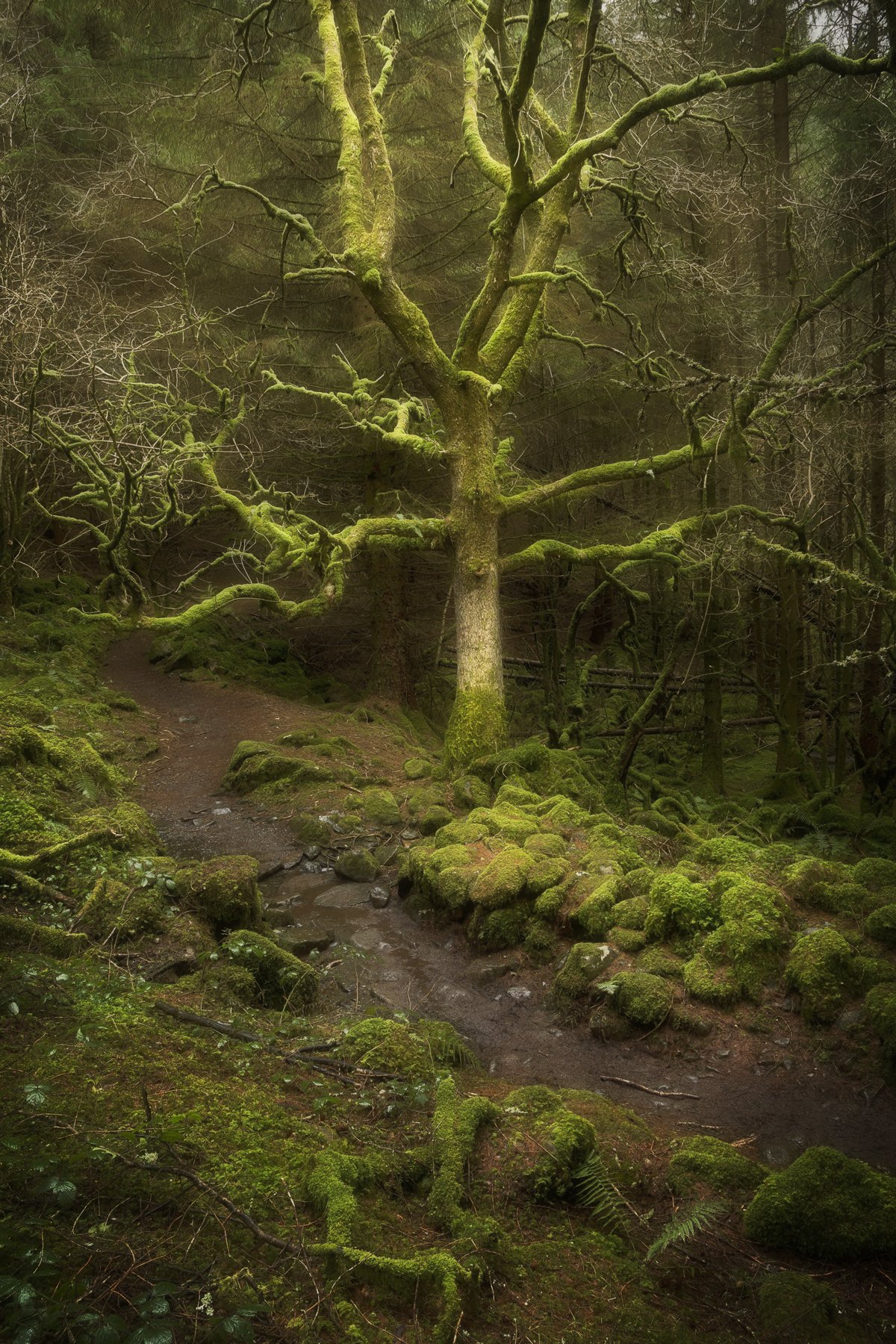 Llyn Crafnant - 02