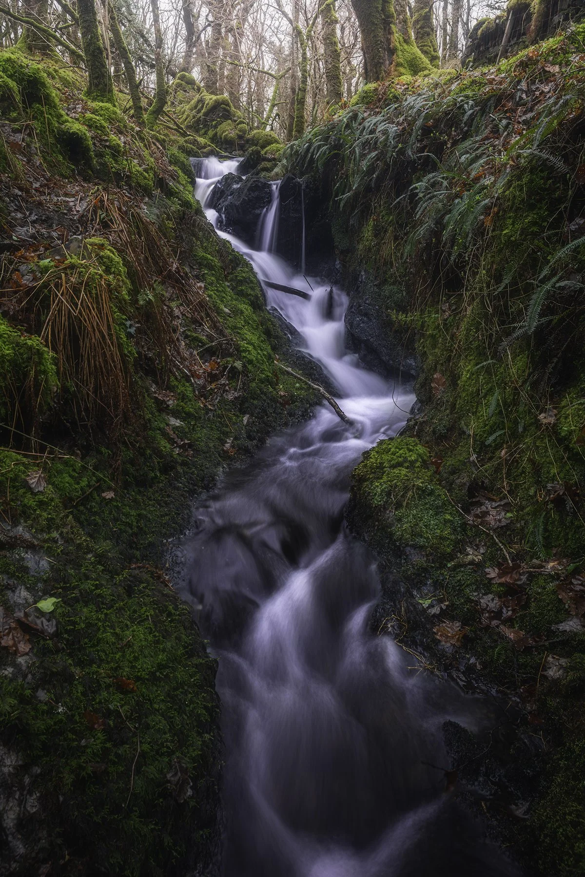 Coed Felinryhd & Llennyrch Celtic Rainforest  - 02