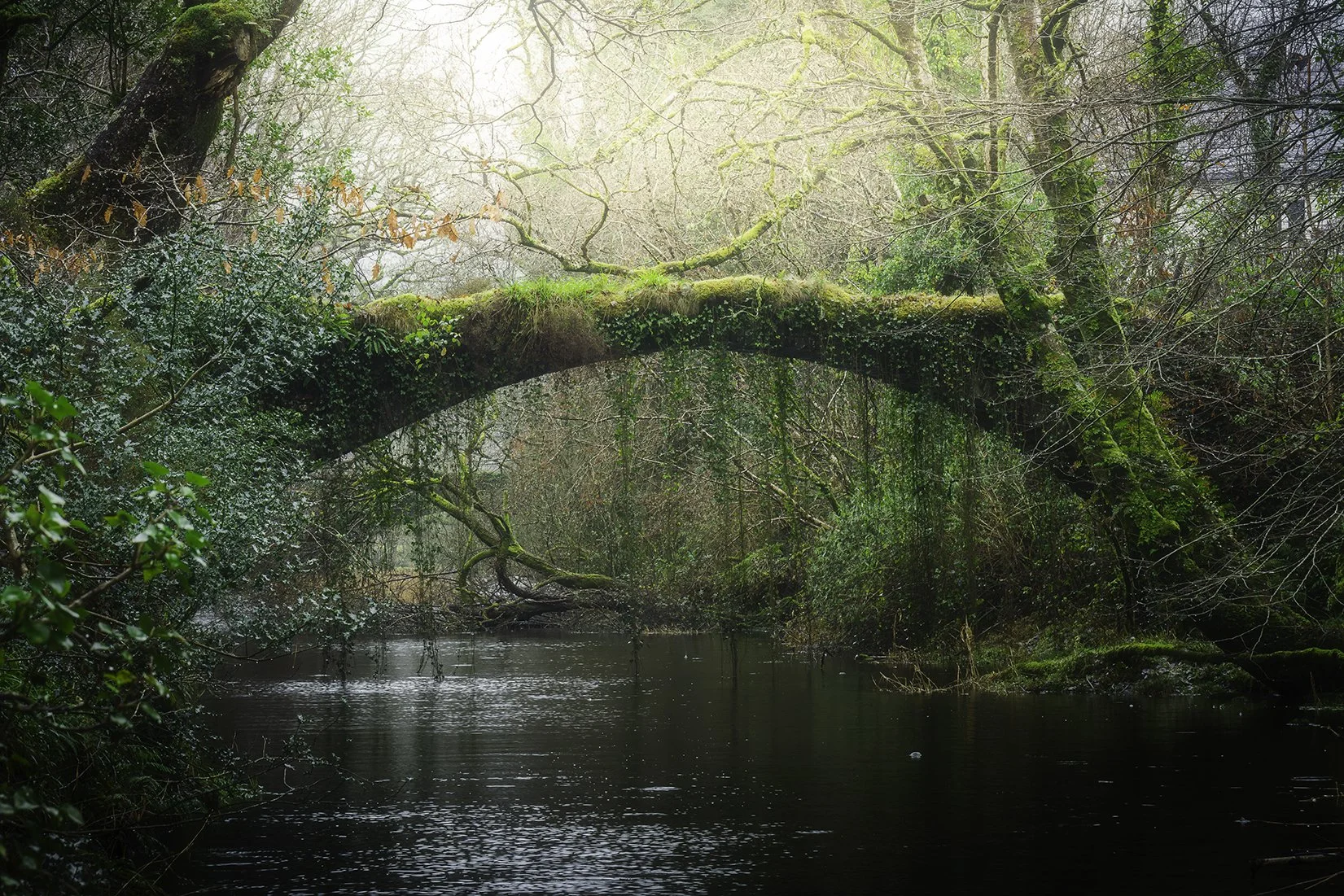 Coed Felinryd & Llennyrch Celtic Rainforest - 01