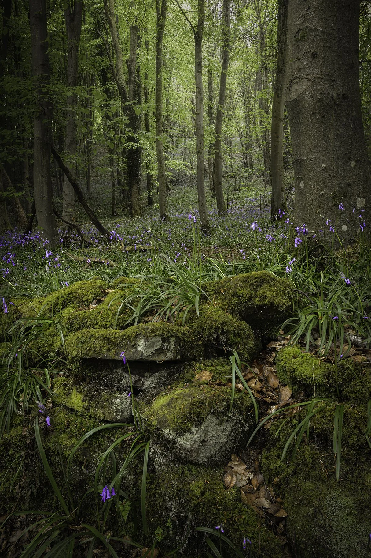 Plas Power Woods - 01