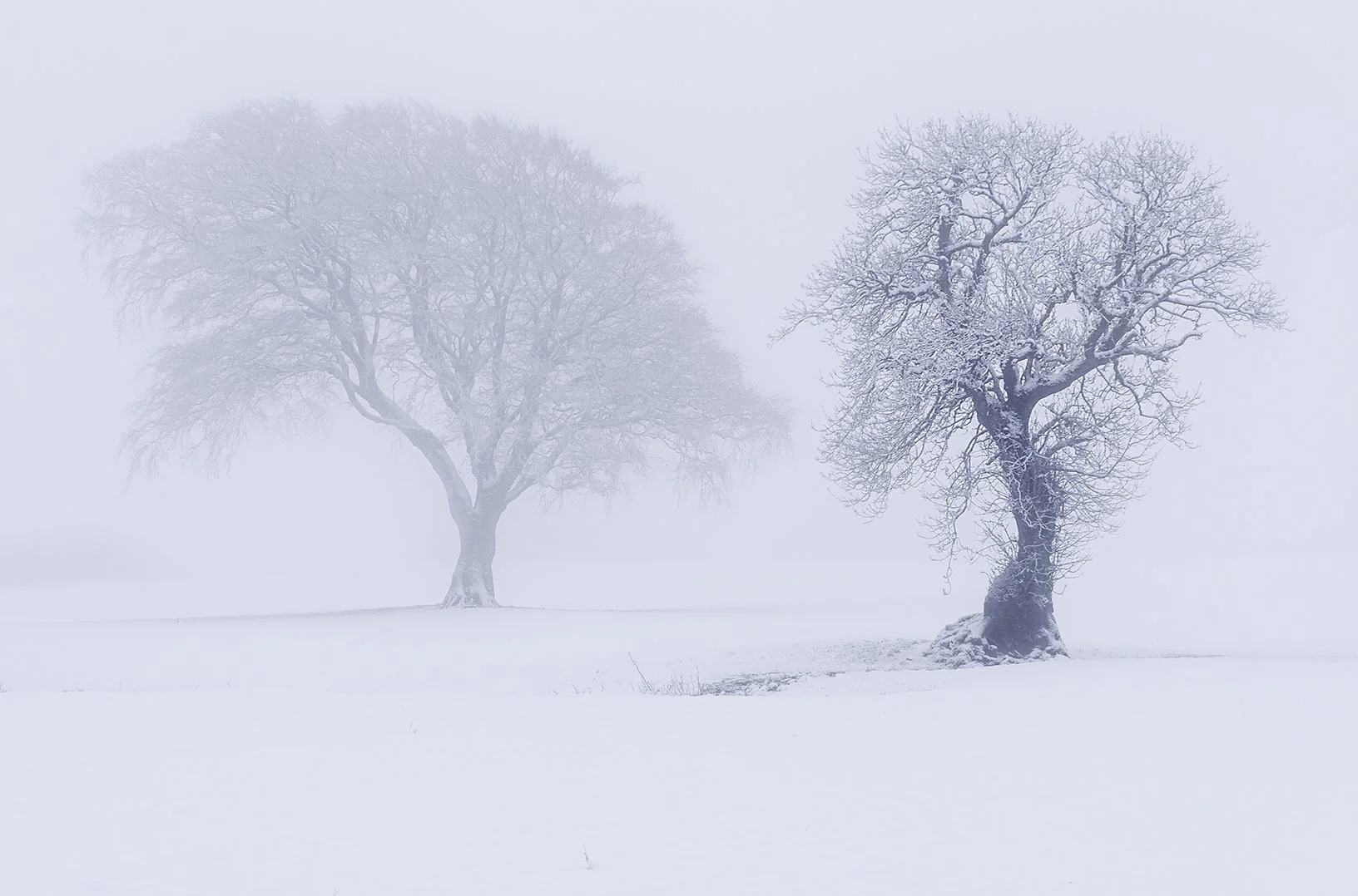 Llandegla, Ghost Trees - 02