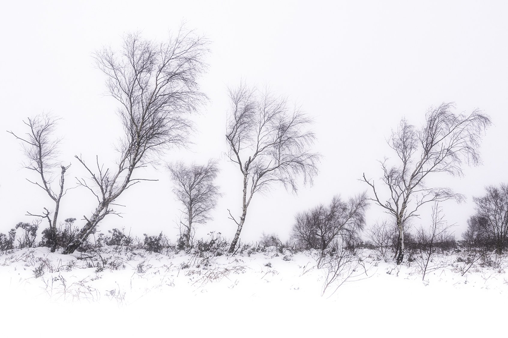Waun Y Llyn , row of trees - 03
