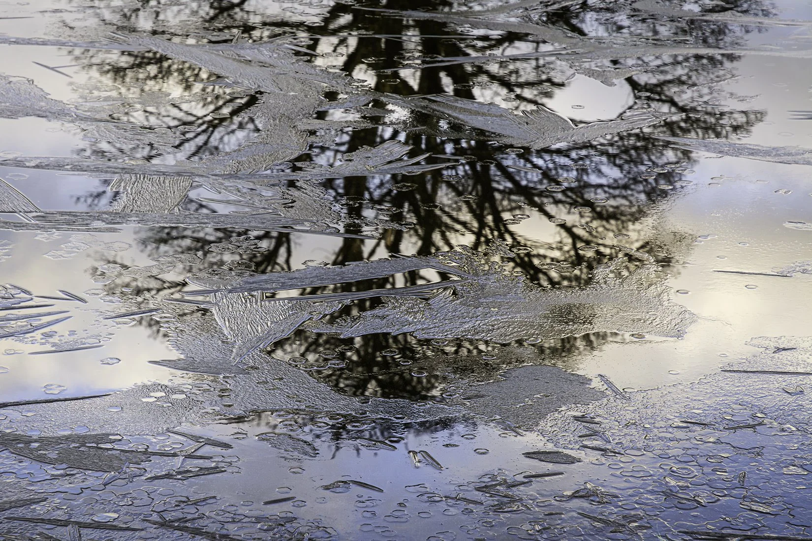 Llyn y Dywarchen, tree reflection in ice