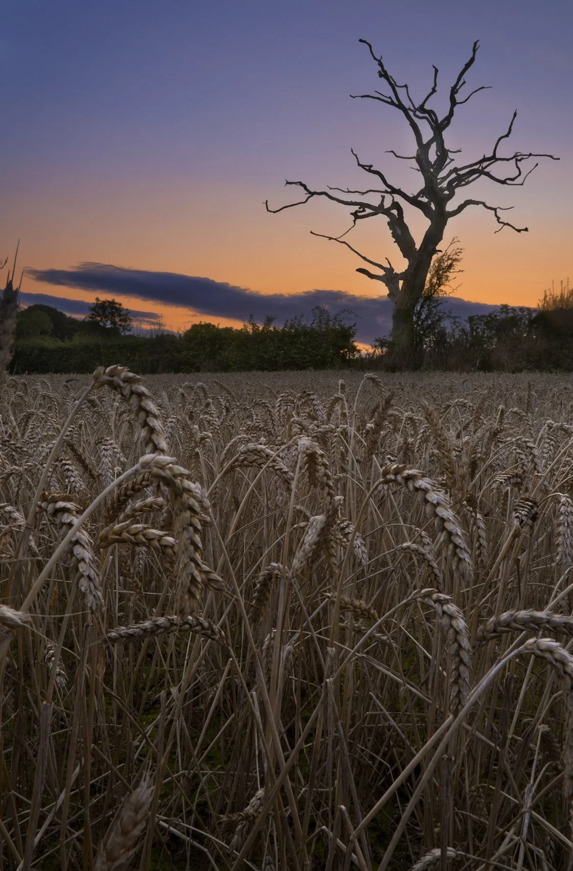 Padeswood, Wheat Fields