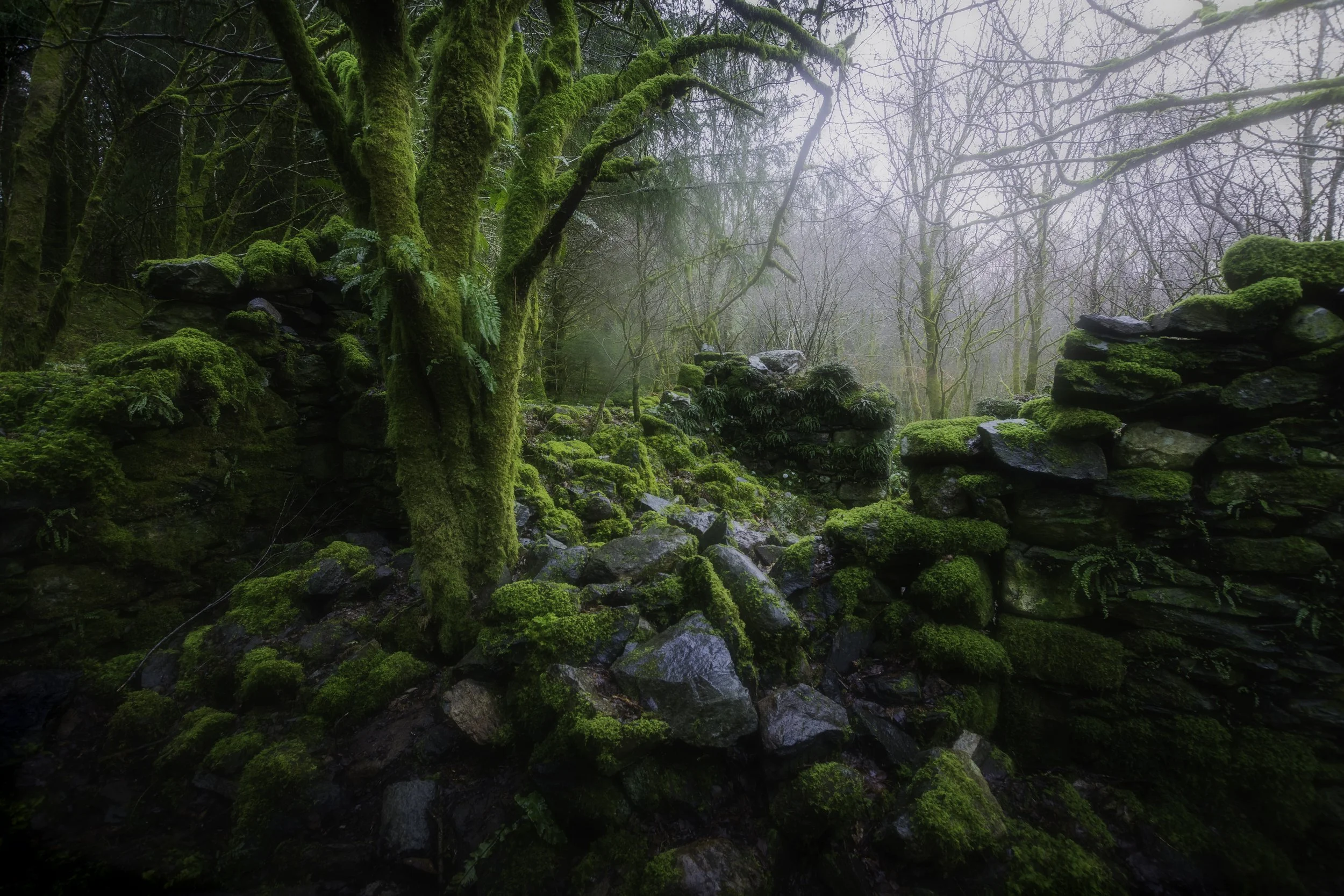 Beddgelert Forest - 03