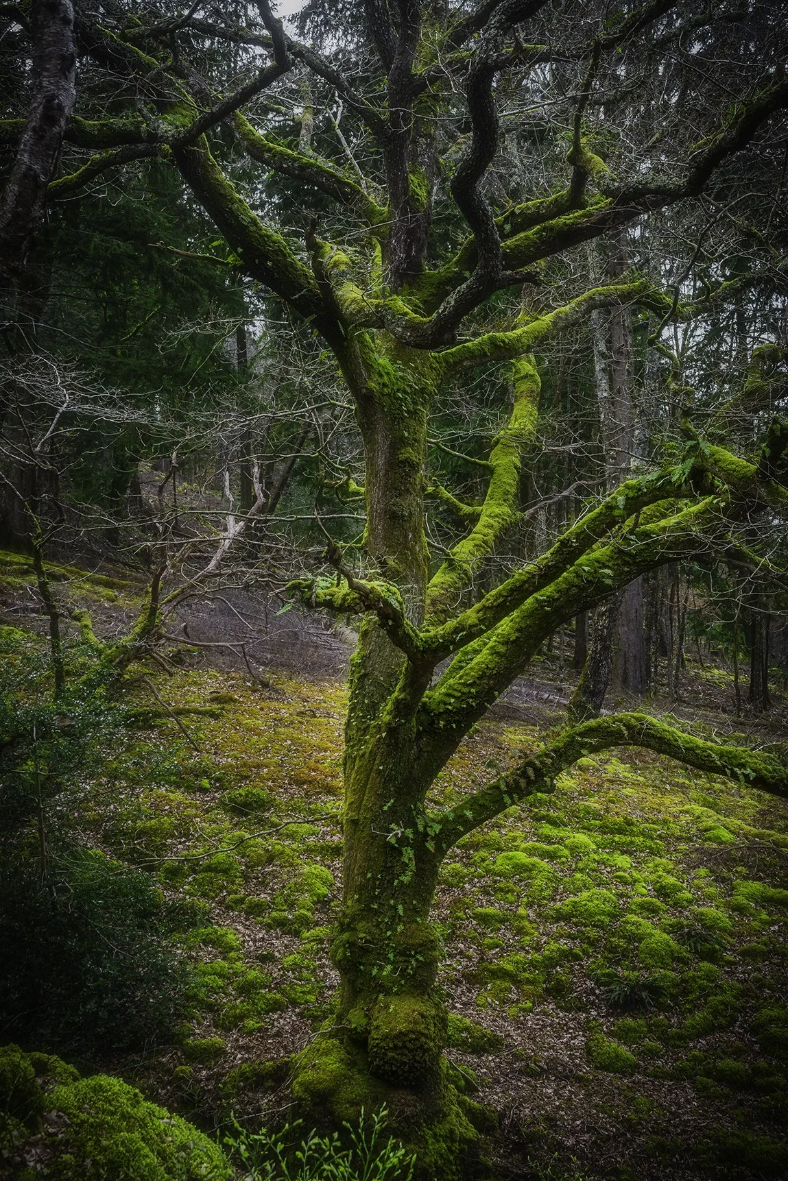 Coed Felinryhd & Llennyrch Celtic Rain Forest - 02