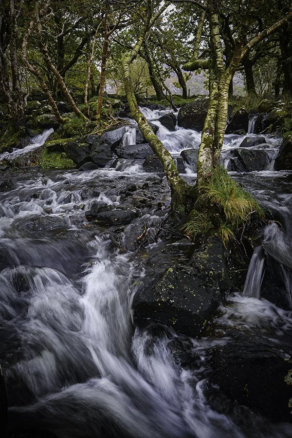 Llyn Cwm Bychan - 02