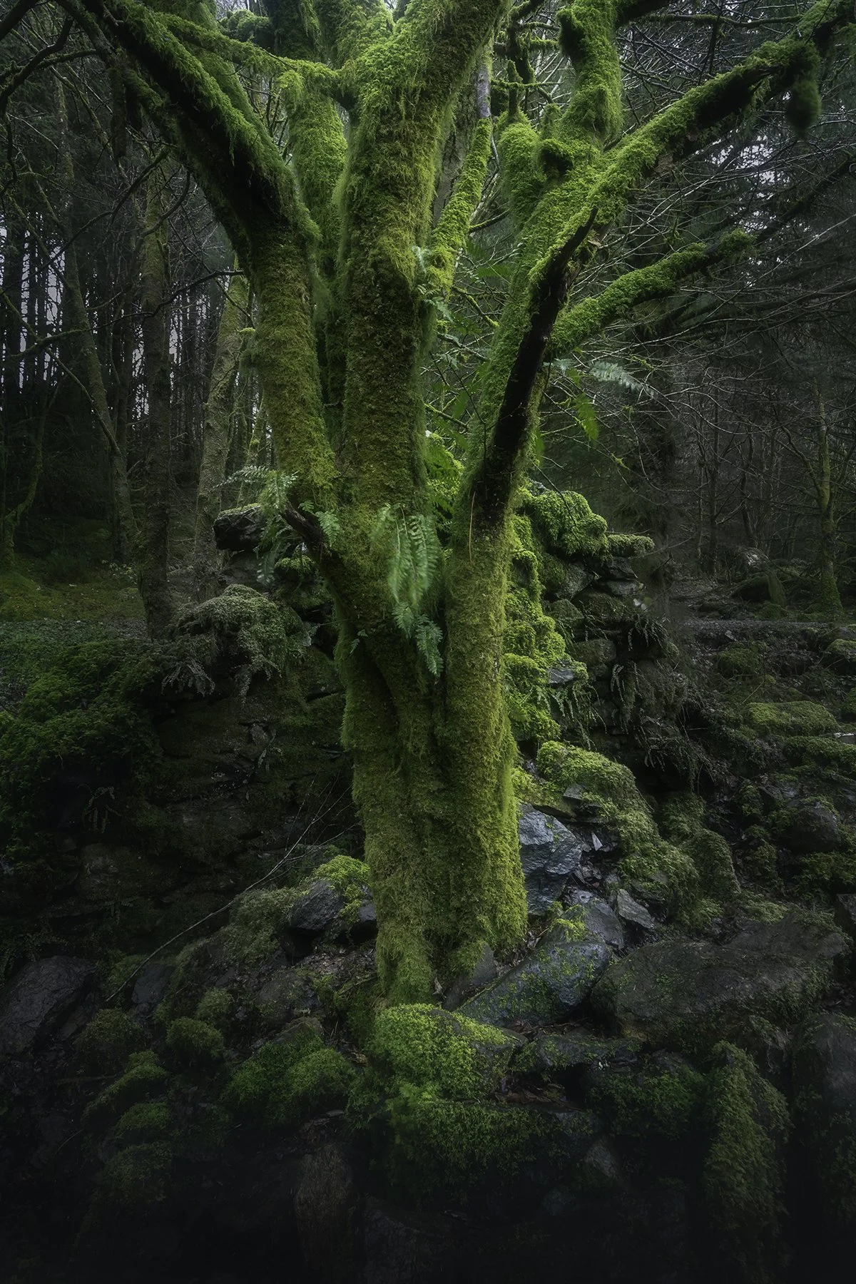 Beddgelert Forest - 01