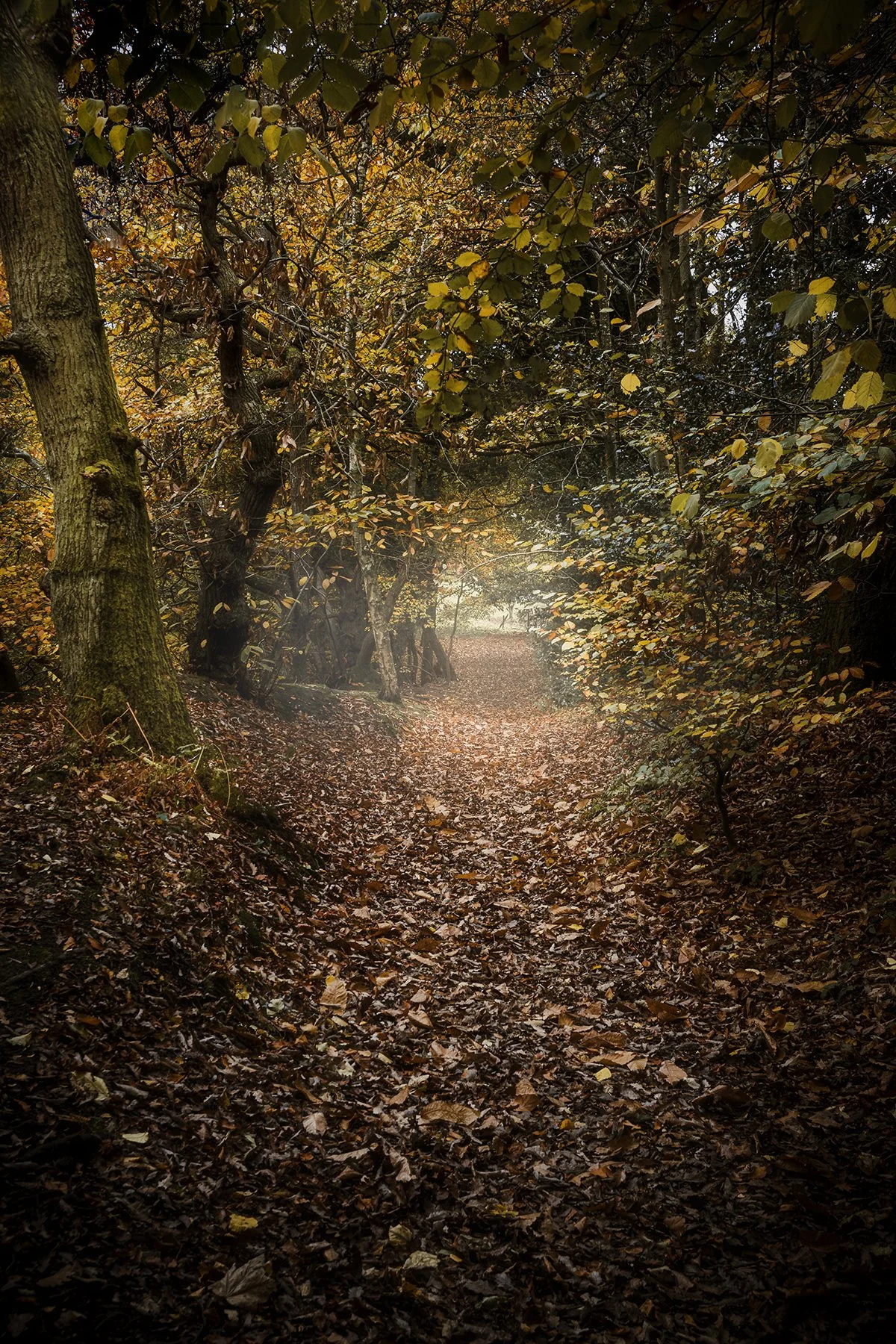 Hawarden Woods - 02