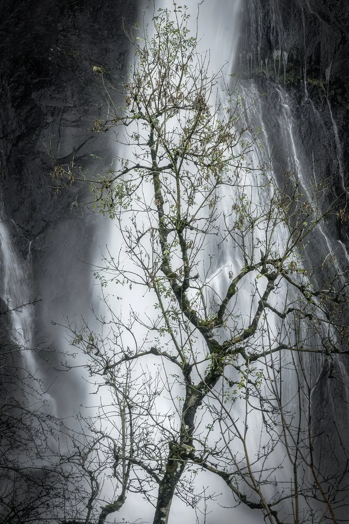 Aber Falls - Tree & Power