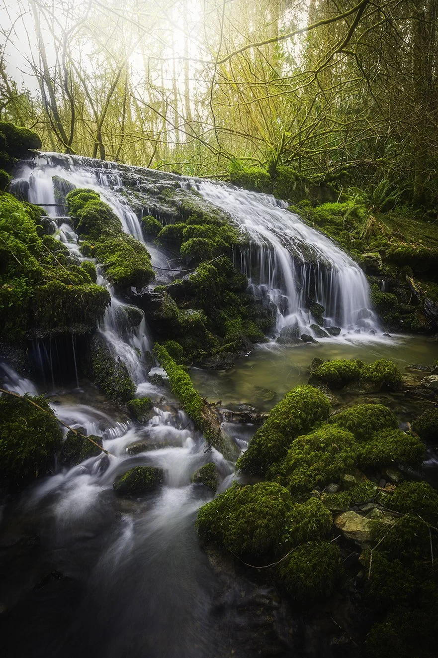 Rhys y Gaseg, Clocaenog Forest - 01