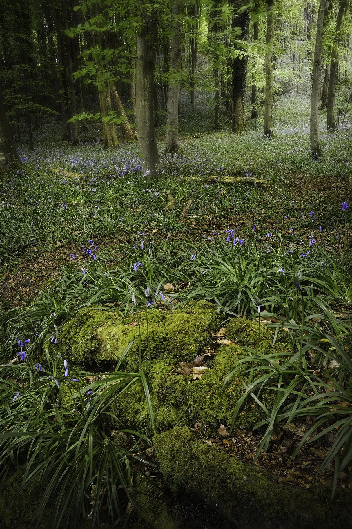 Plas Power Woods - 02