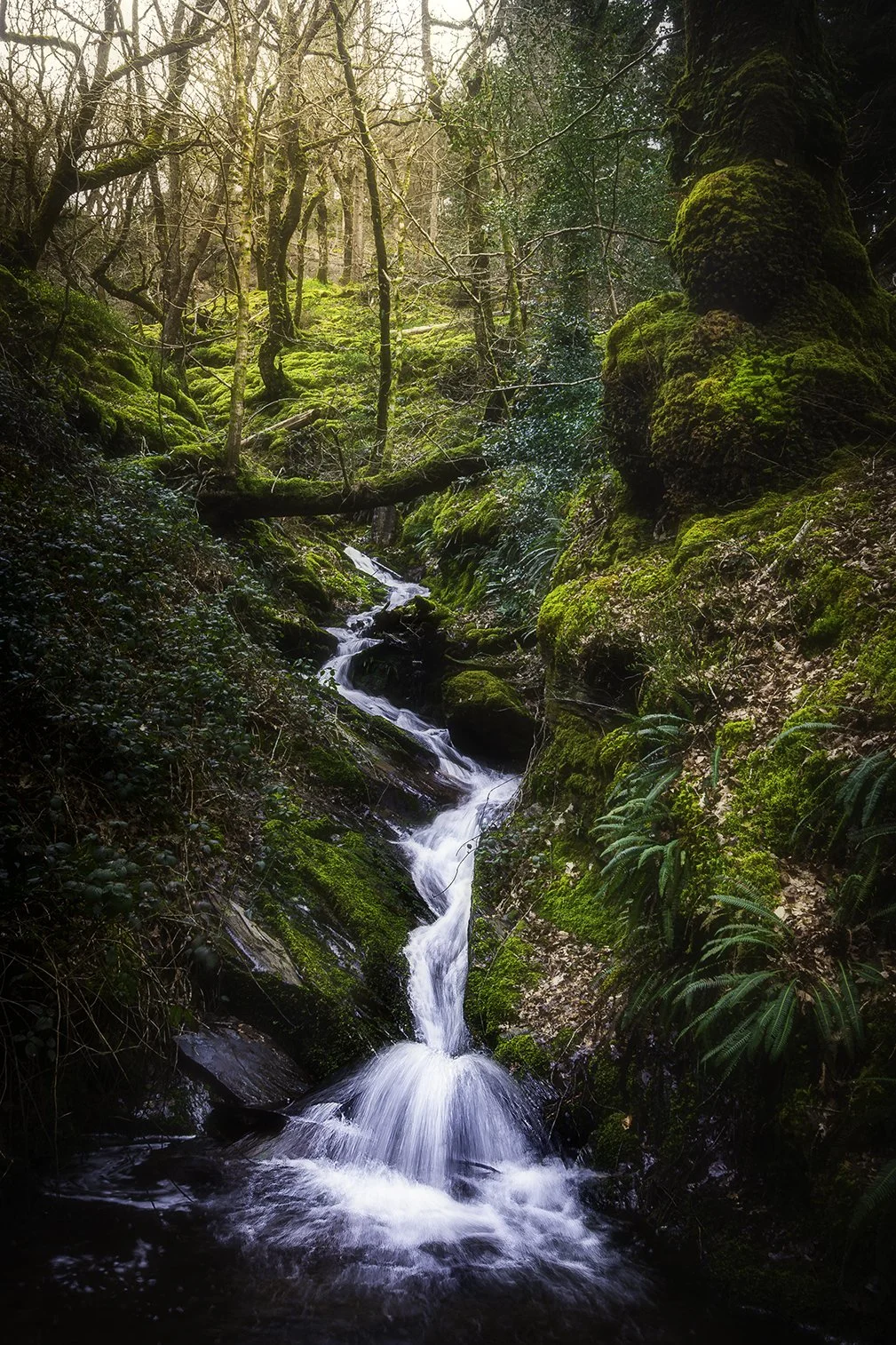 Coed Felinryhd & Llennyrch Celtic Rain Forest - 02