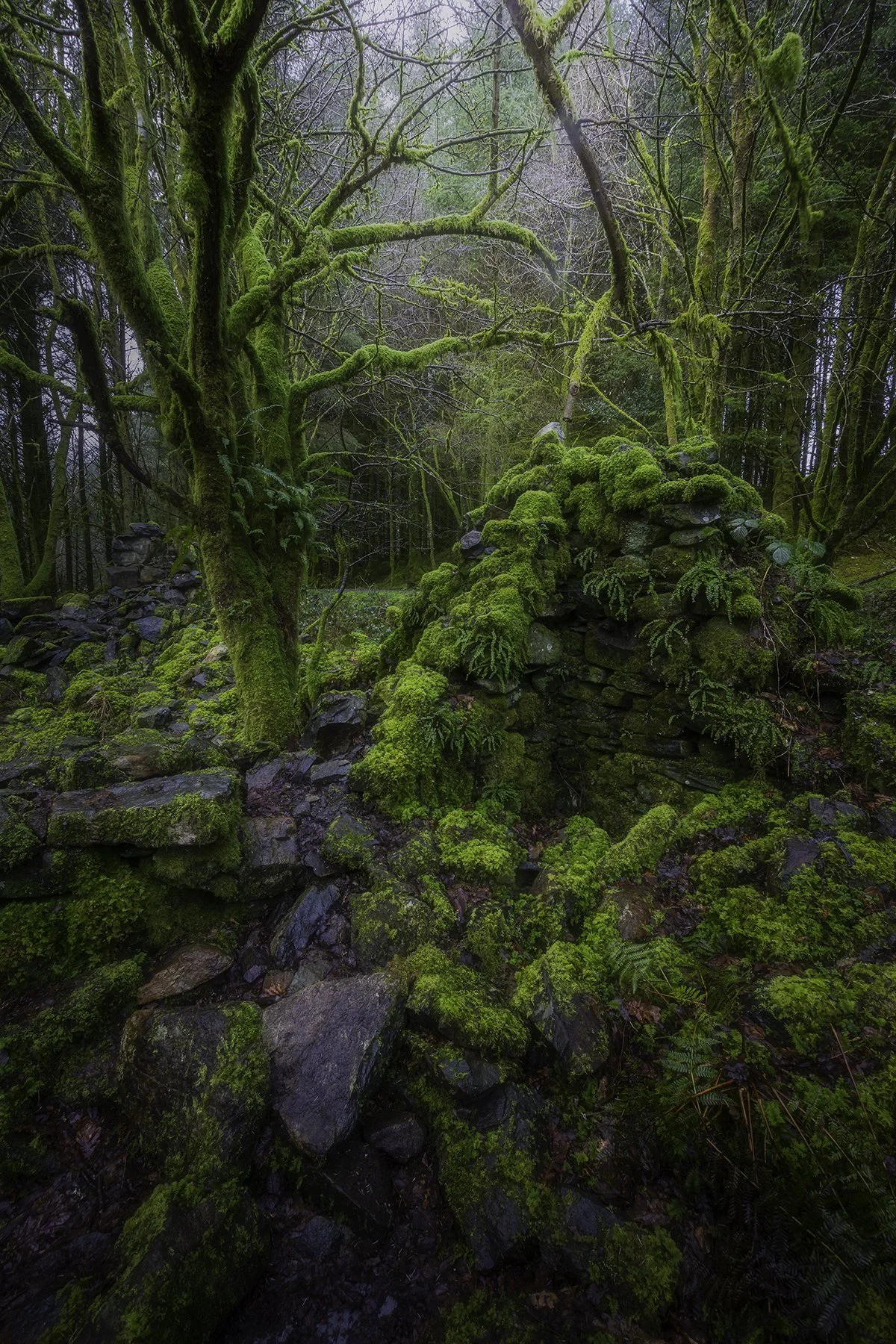 Beddgelert Forest - 02