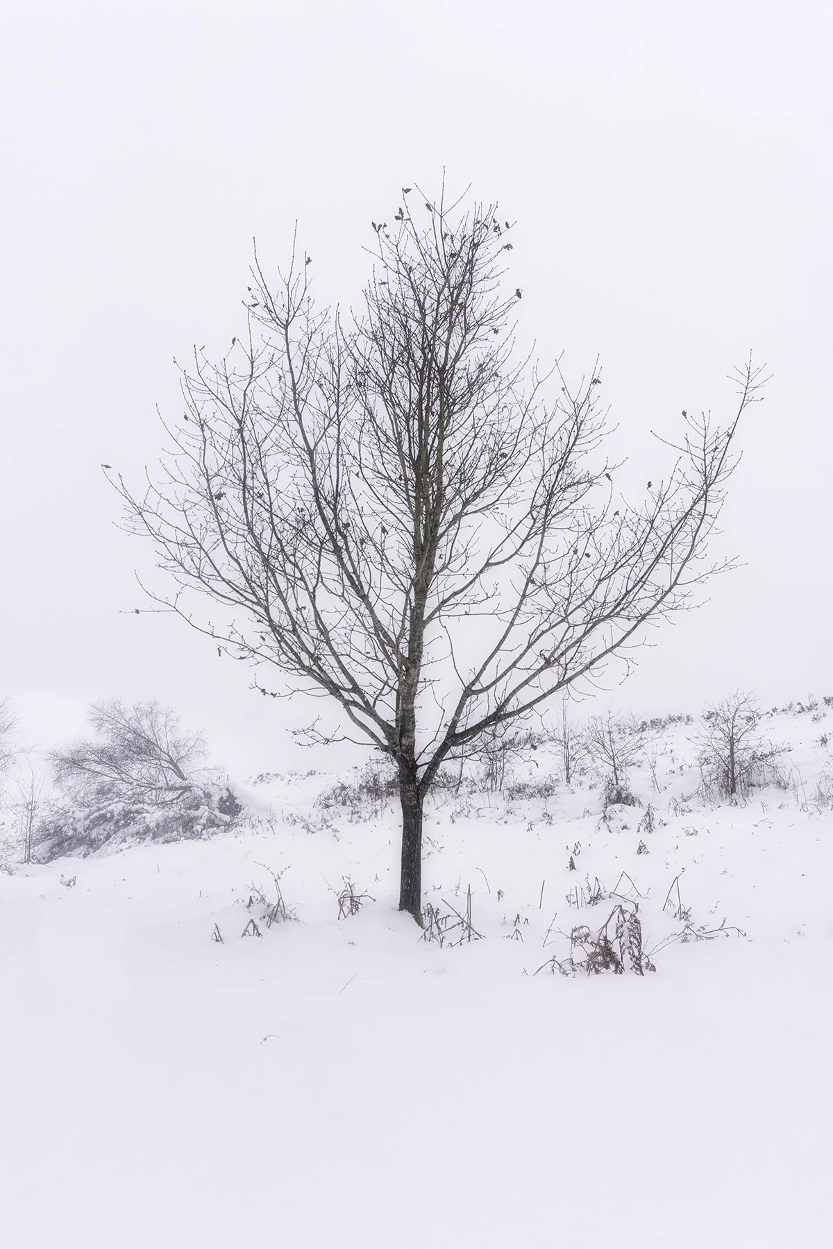 Waun Y Llyn, snowy lone tree - 01