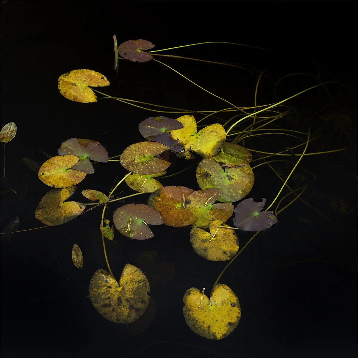 Kelly Hall Tarn, lily pond