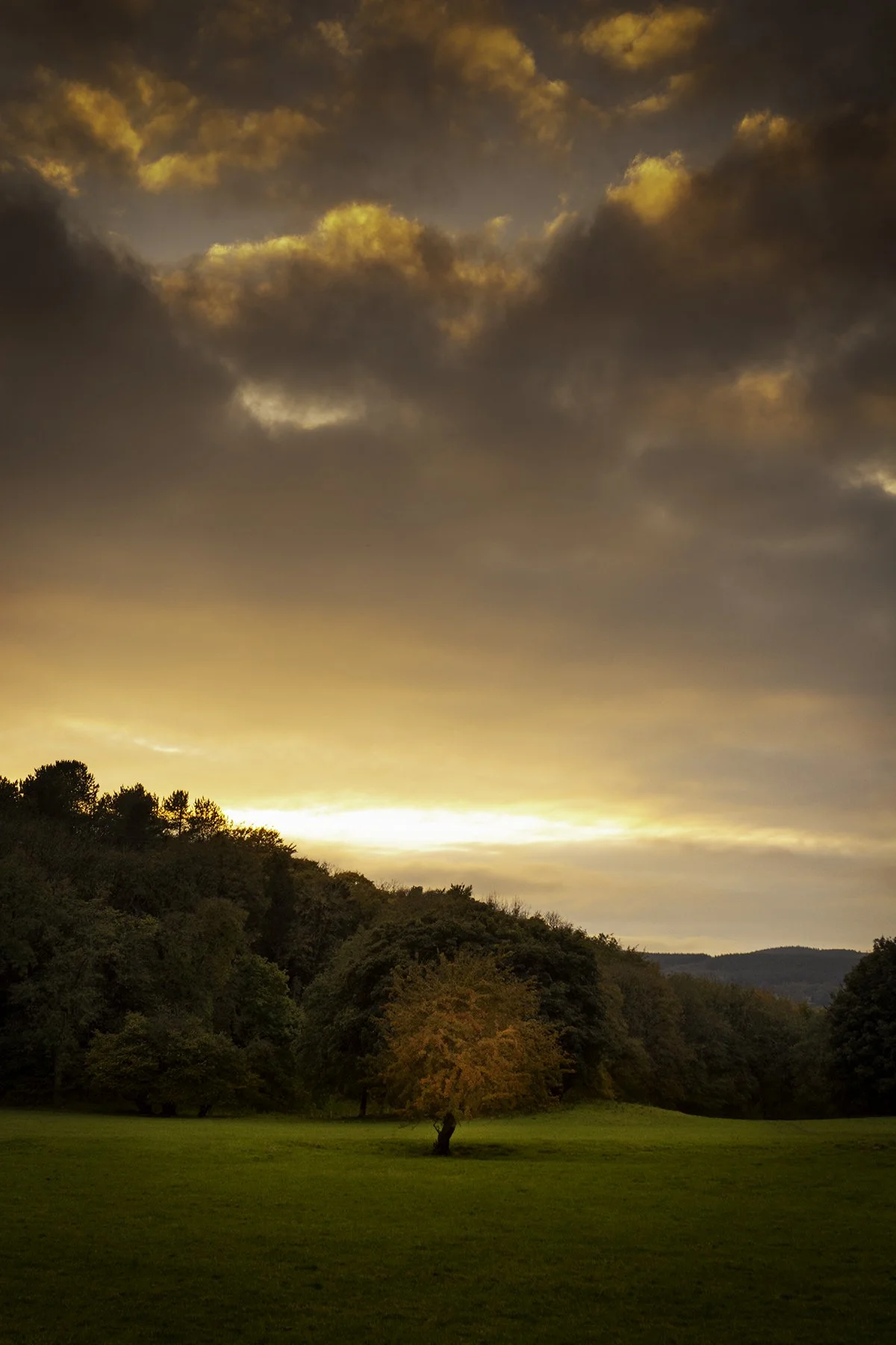 Maeshafon, Lone Tree