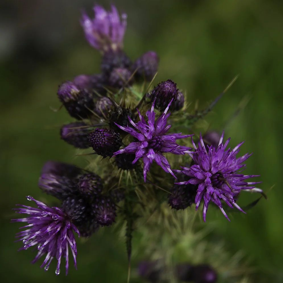 Cwmorthin Quarry, thistle