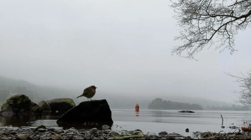 A ROBIN