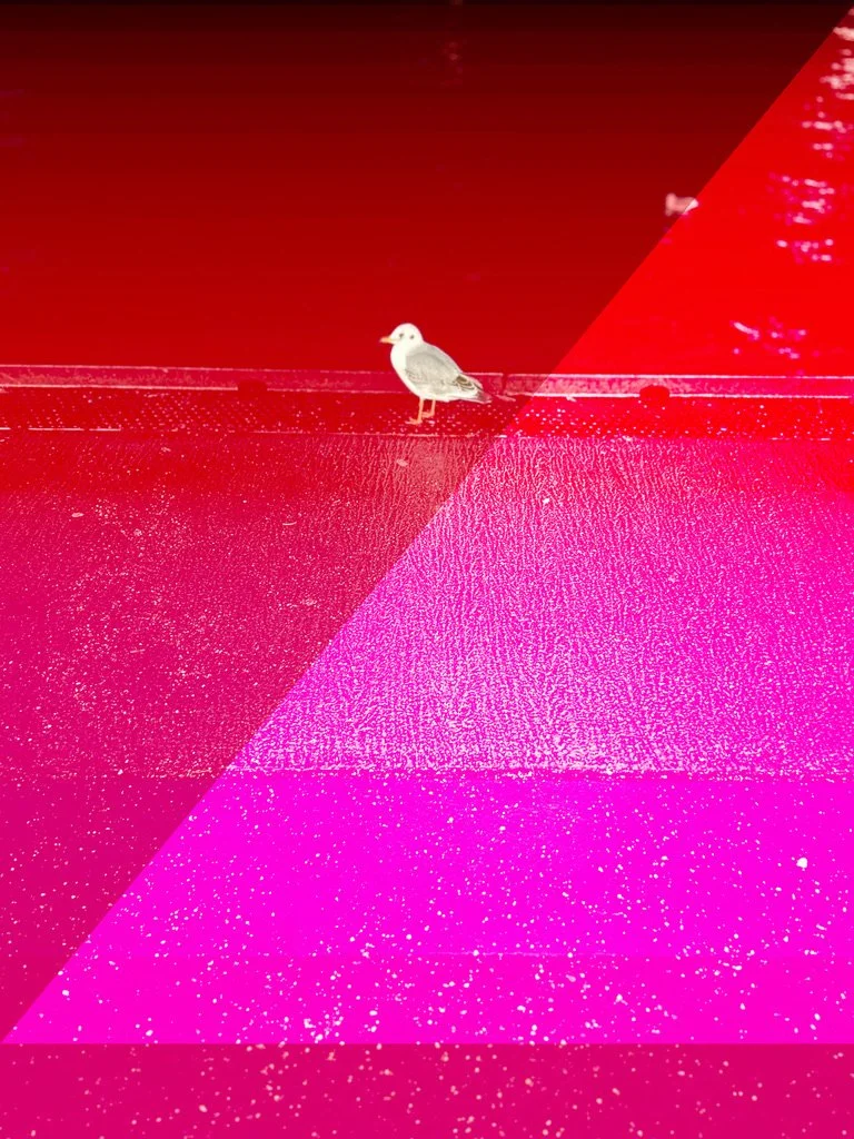 Hafenmöwe | Hamburg | 2025