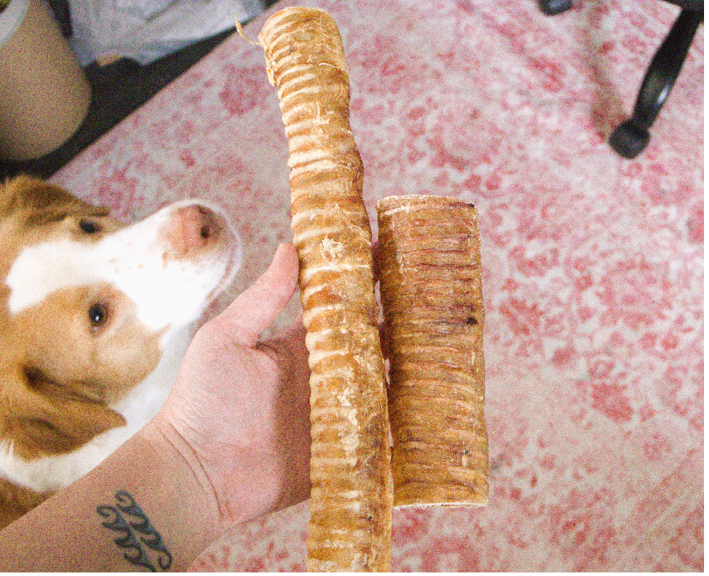 Beef Trachea (12 in)