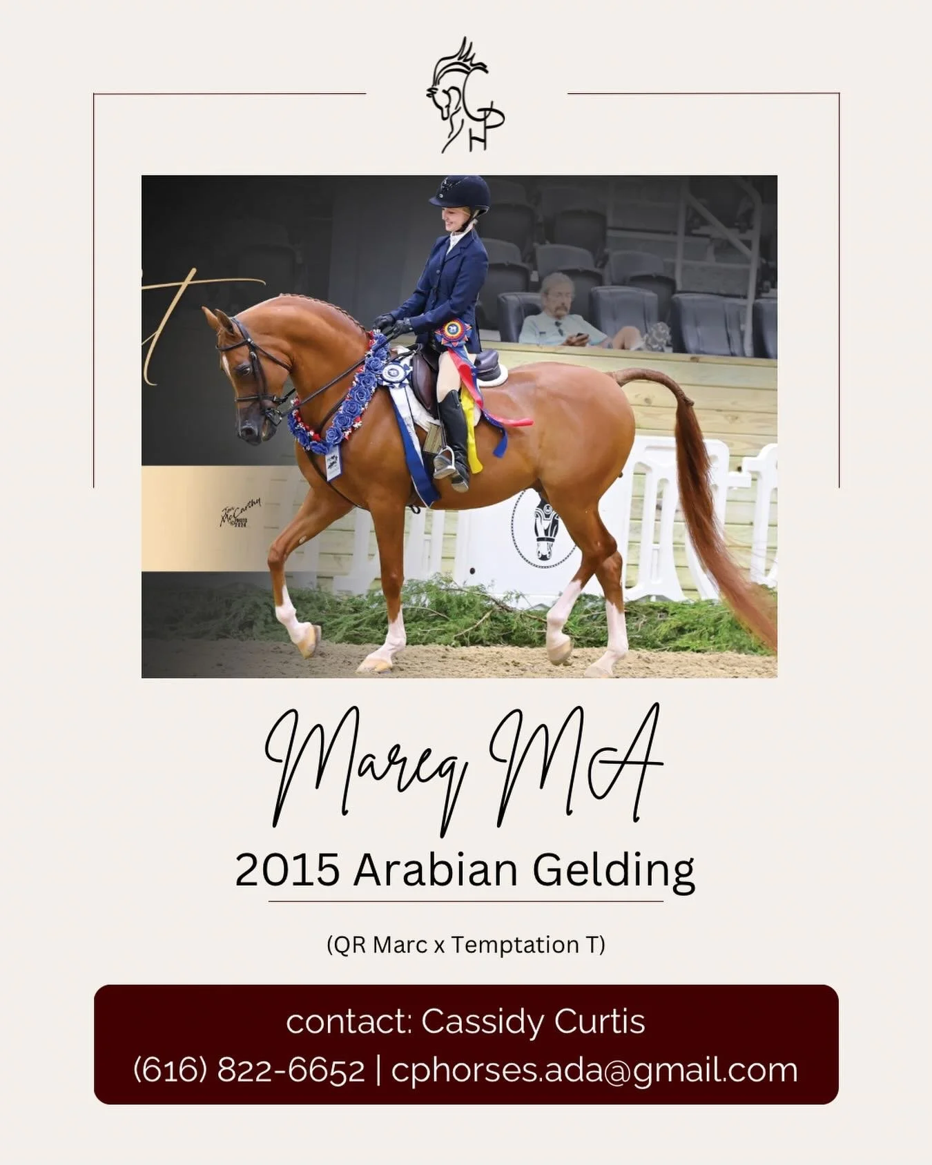 MA Mareq
2015 Arabian Gelding

Finn is beautiful, simple and soft. A dream equitation mount and a standout in the pleasure ring as well! He is ready to show his next rider the ropes of the show arena in hunt seat, western or both! He is also a great 