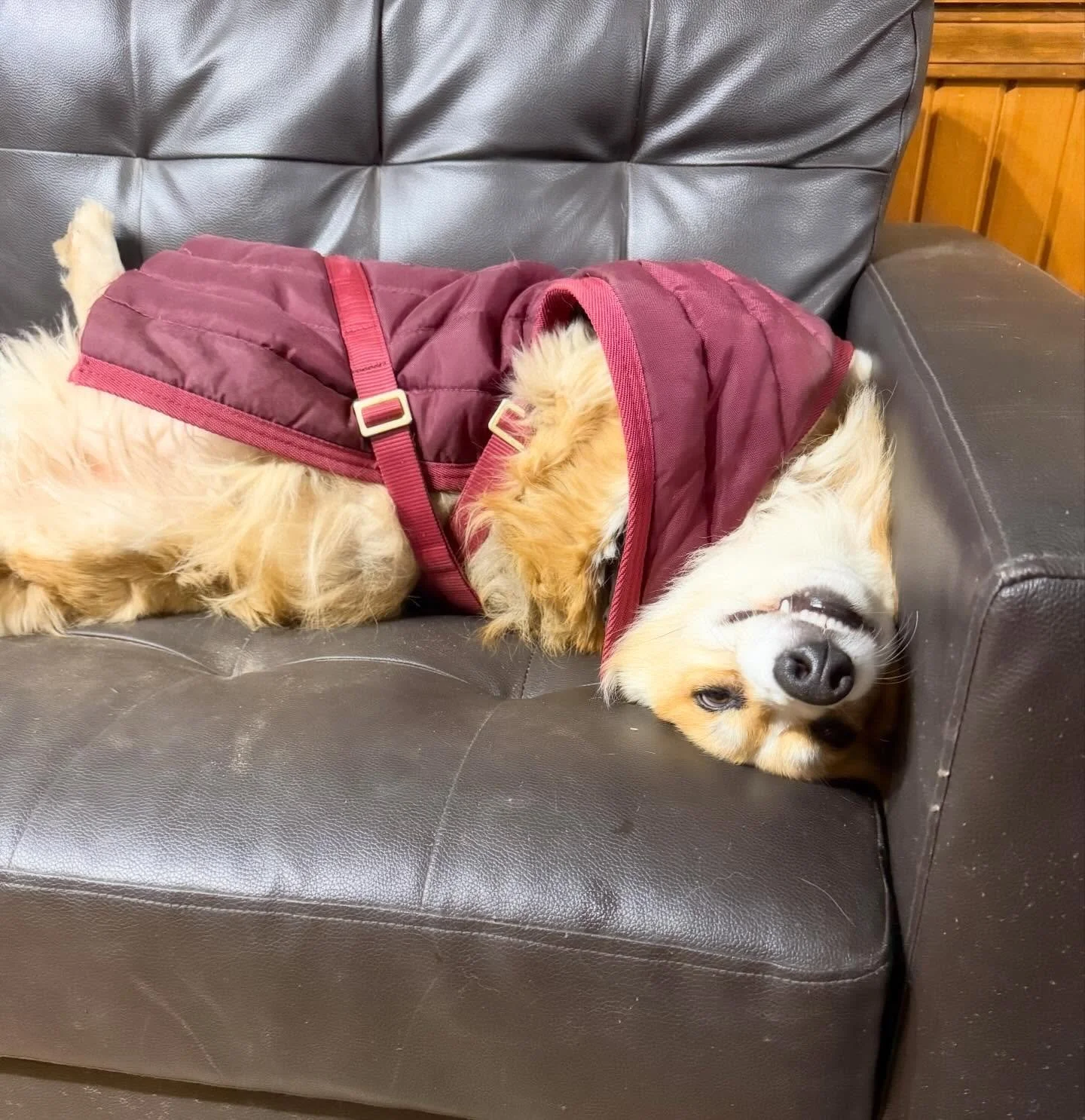 Happy Thanksgiving to all our friends, family and animals! May your day be blessed with good food, good company and maybe a nap- Marley style!