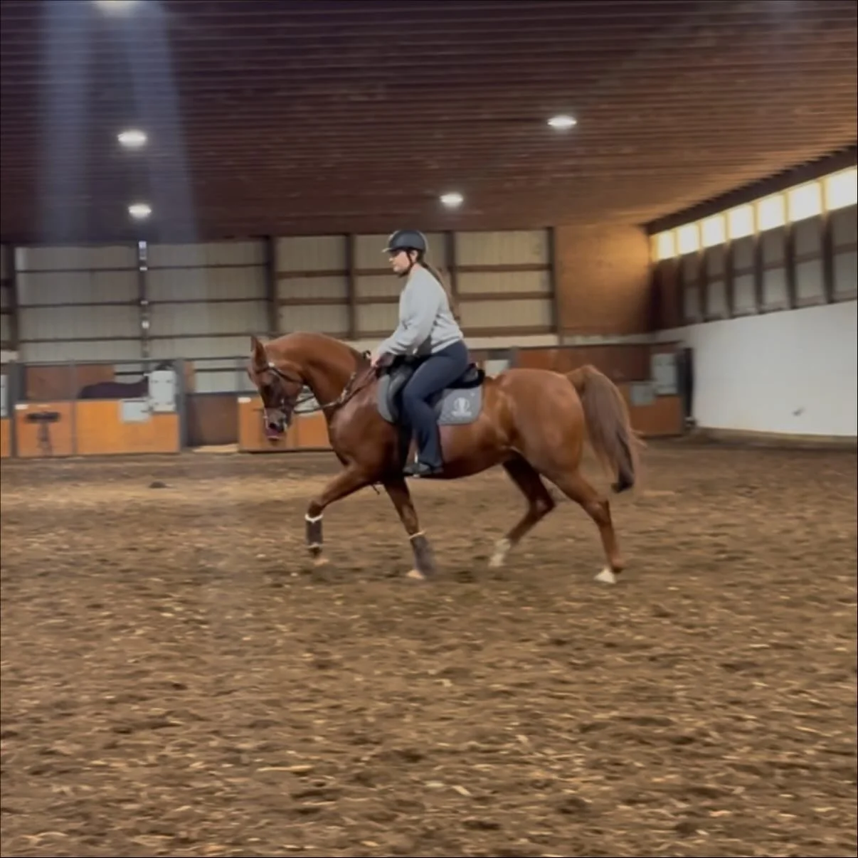 Super proud of another Sister Duo here! The Guzzo girls have been hard at work with their chestnut boys! Looking forward to a fun 2026 for them!